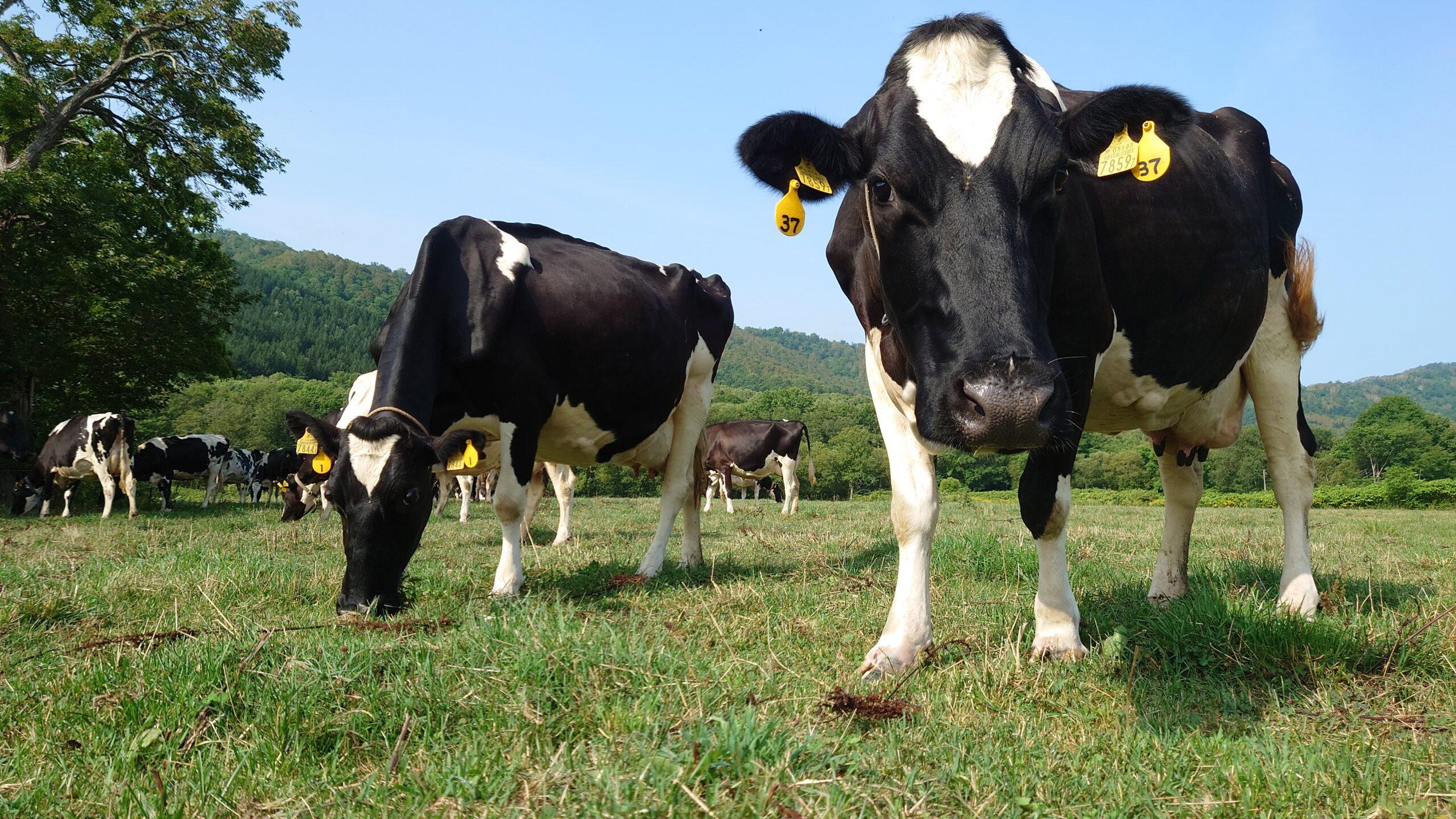 【Asahikawa Dairy Farming Experience】Milking  Butter Making Experience at Arakawa Farm