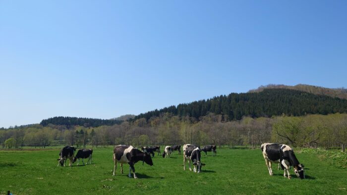 【Asahikawa Dairy Farming Experience】Milking  Butter Making Experience at Arakawa Farm