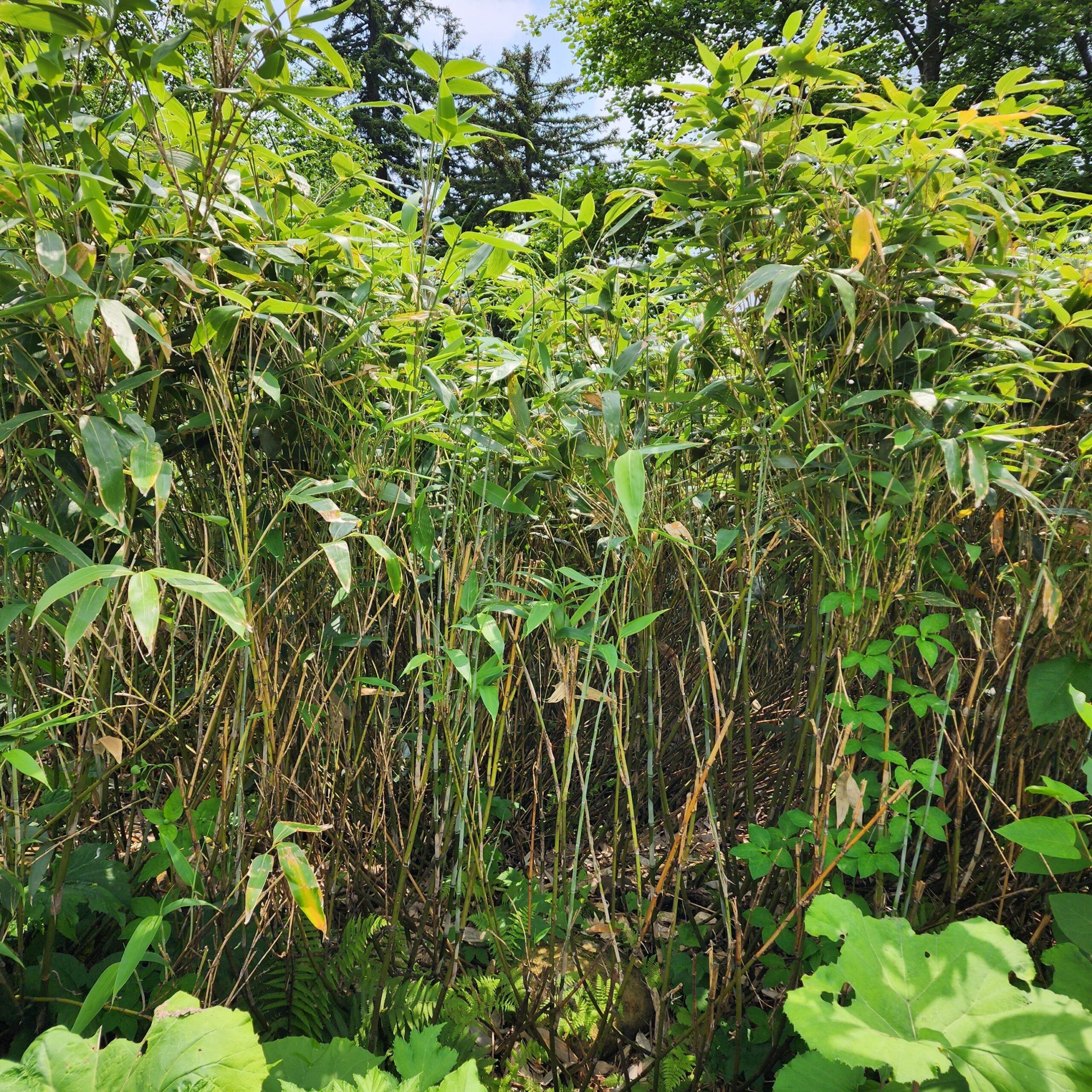 【Hifu Town/Craft Experience】Collecting Chishima bamboo with craftsmen from the northern bamboo workshop  coffee time with a spectacular view