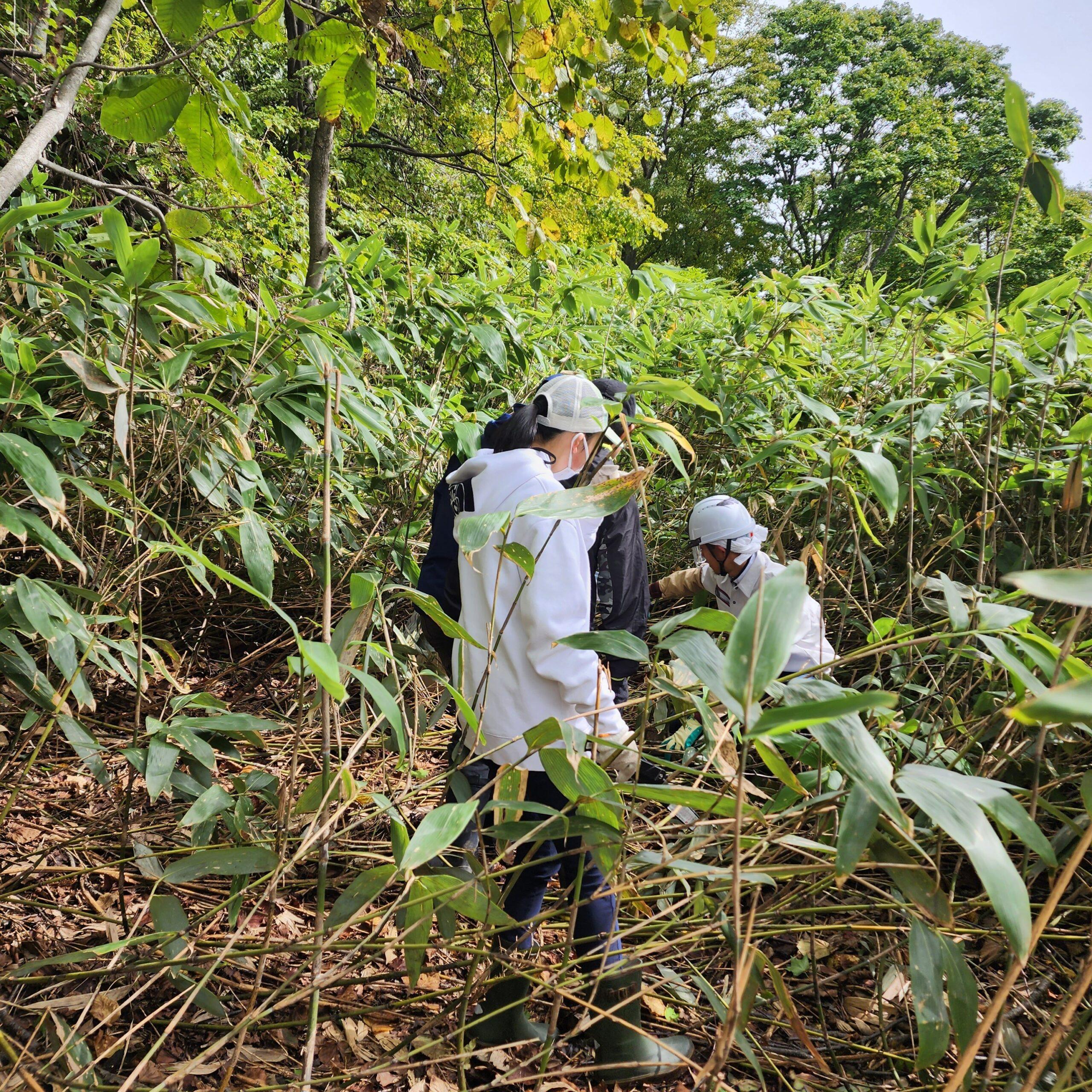 【Hifu Town/Craft Experience】Collecting Chishima bamboo with craftsmen from the northern bamboo workshop  coffee time with a spectacular view