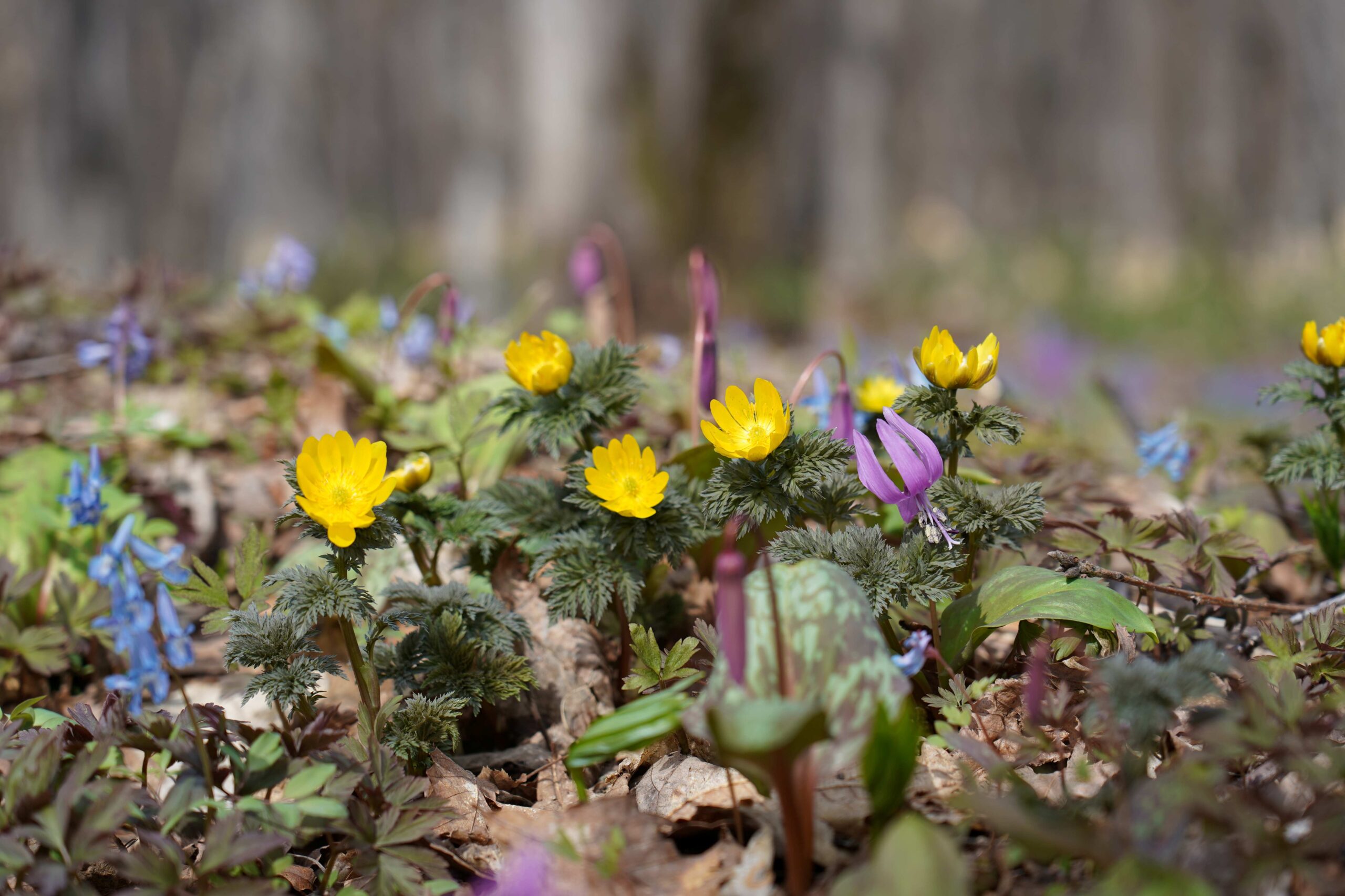 Otokoyama Nature Park
