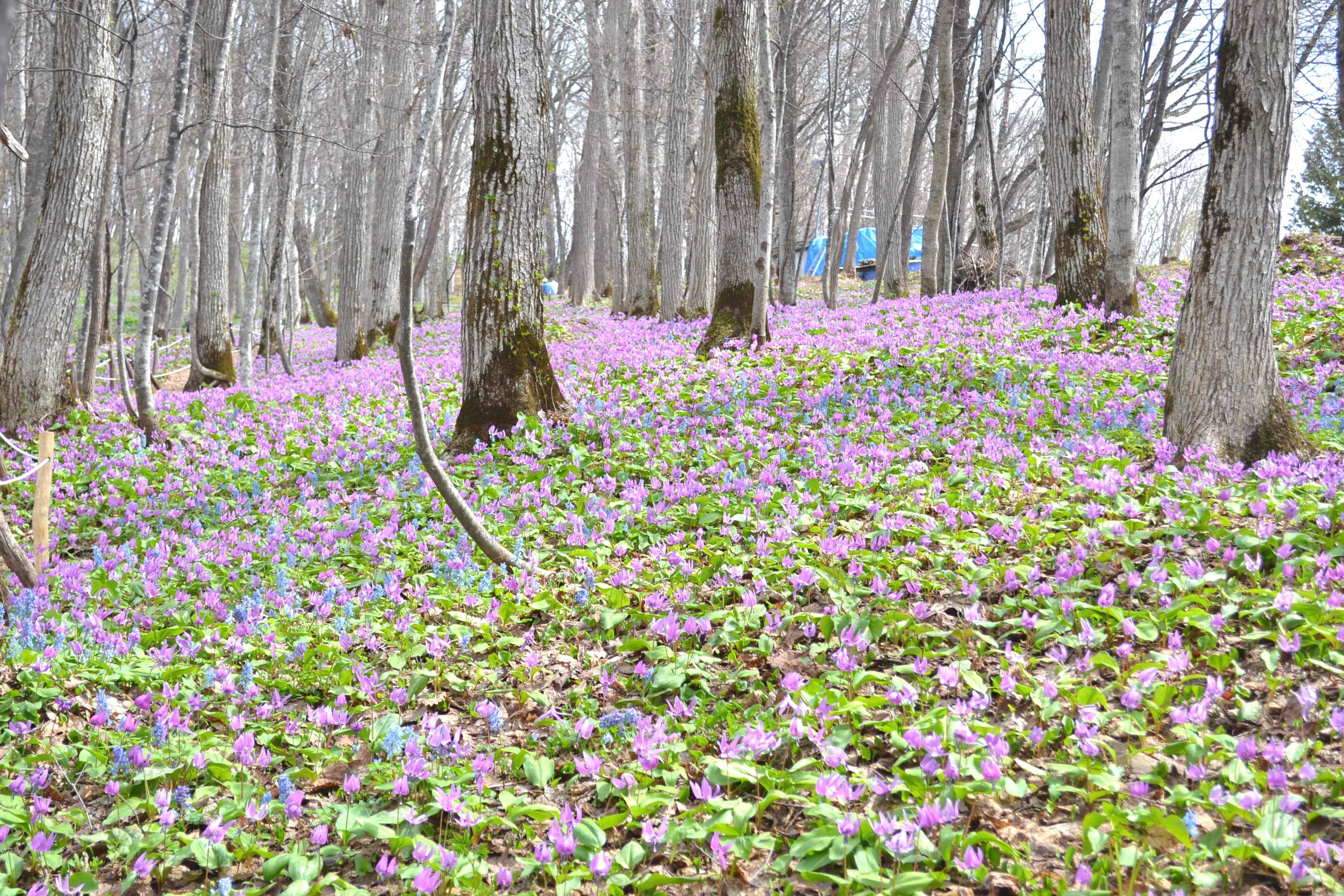 Otokoyama Nature Park