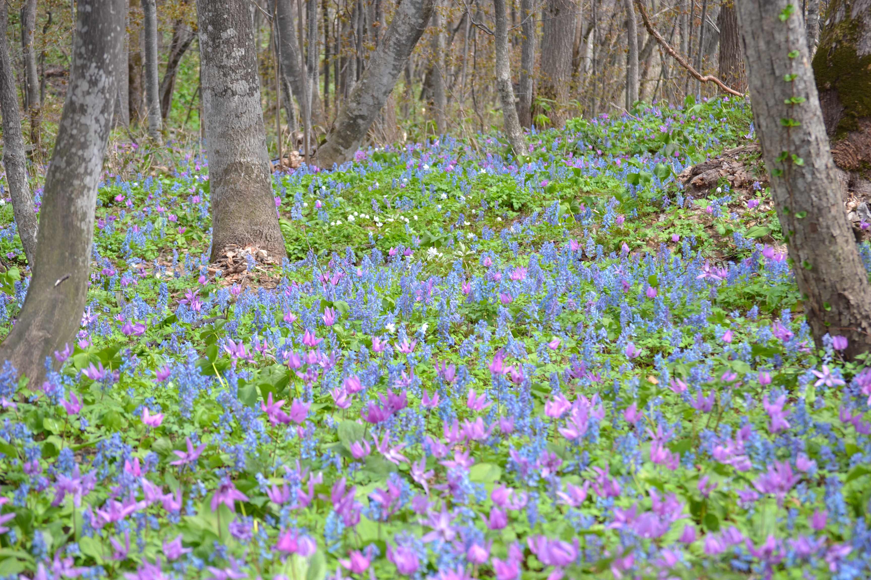 Otokoyama Nature Park
