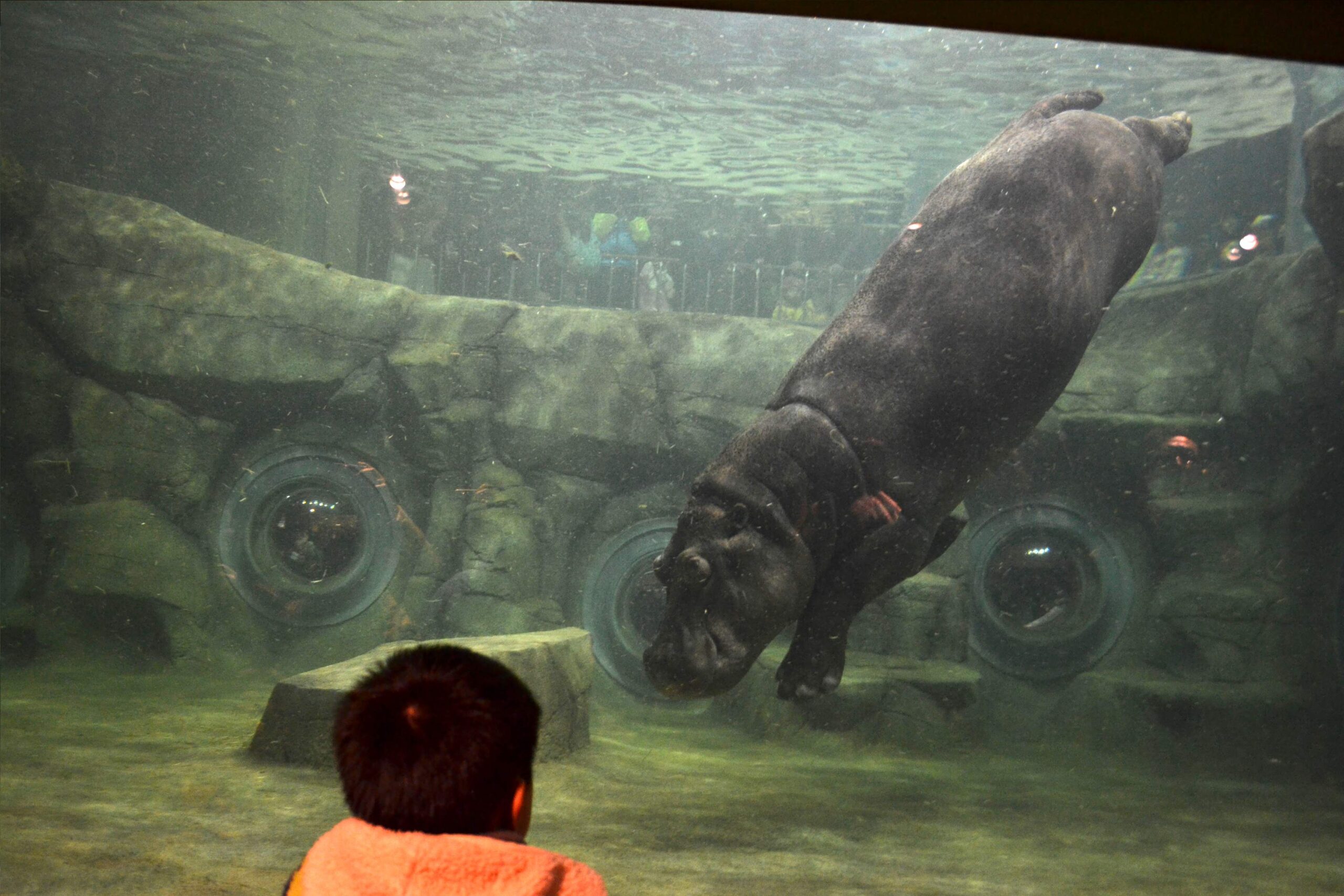 Asahikawa City Asahiyama Zoo