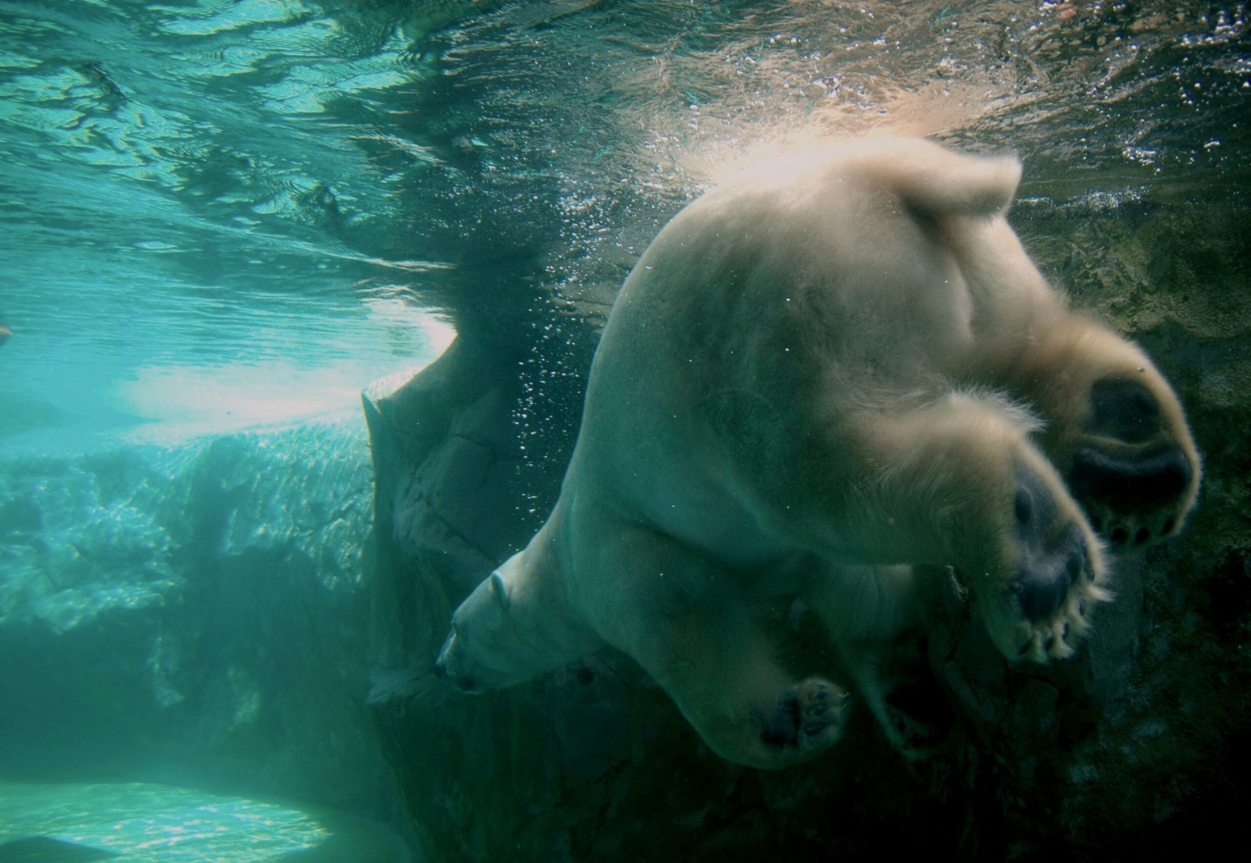 Asahikawa City Asahiyama Zoo