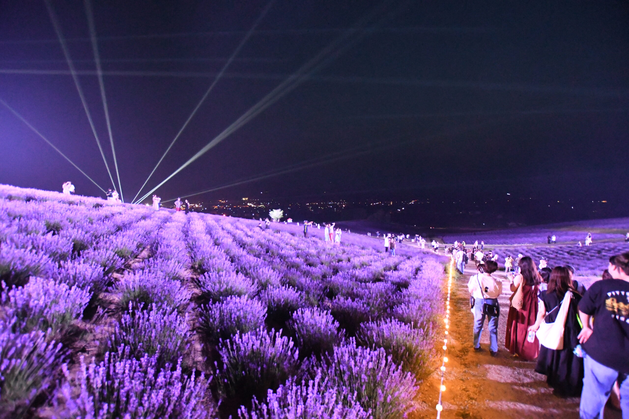 Sunrise Park Lavender Garden