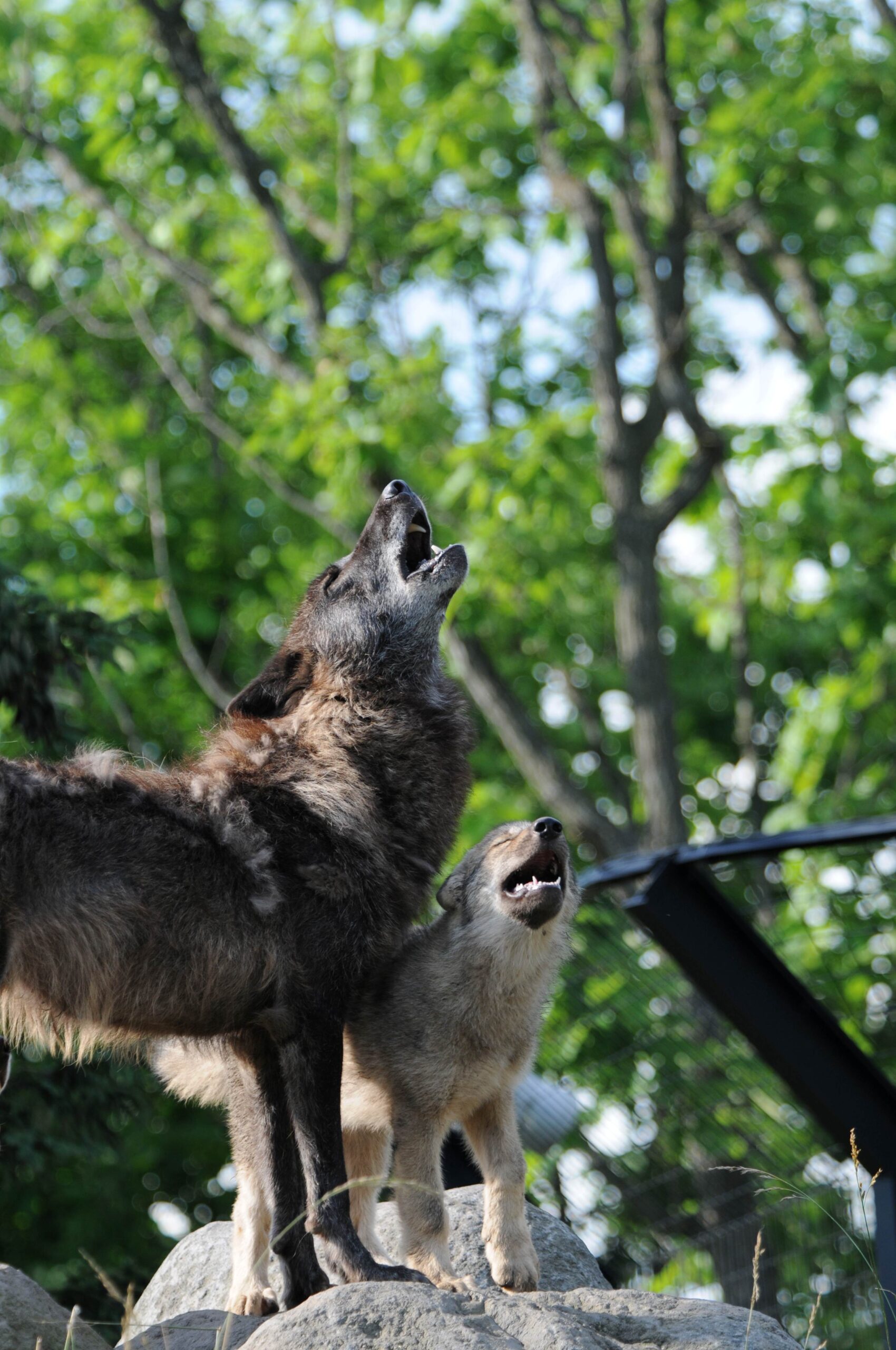 Asahikawa City Asahiyama Zoo