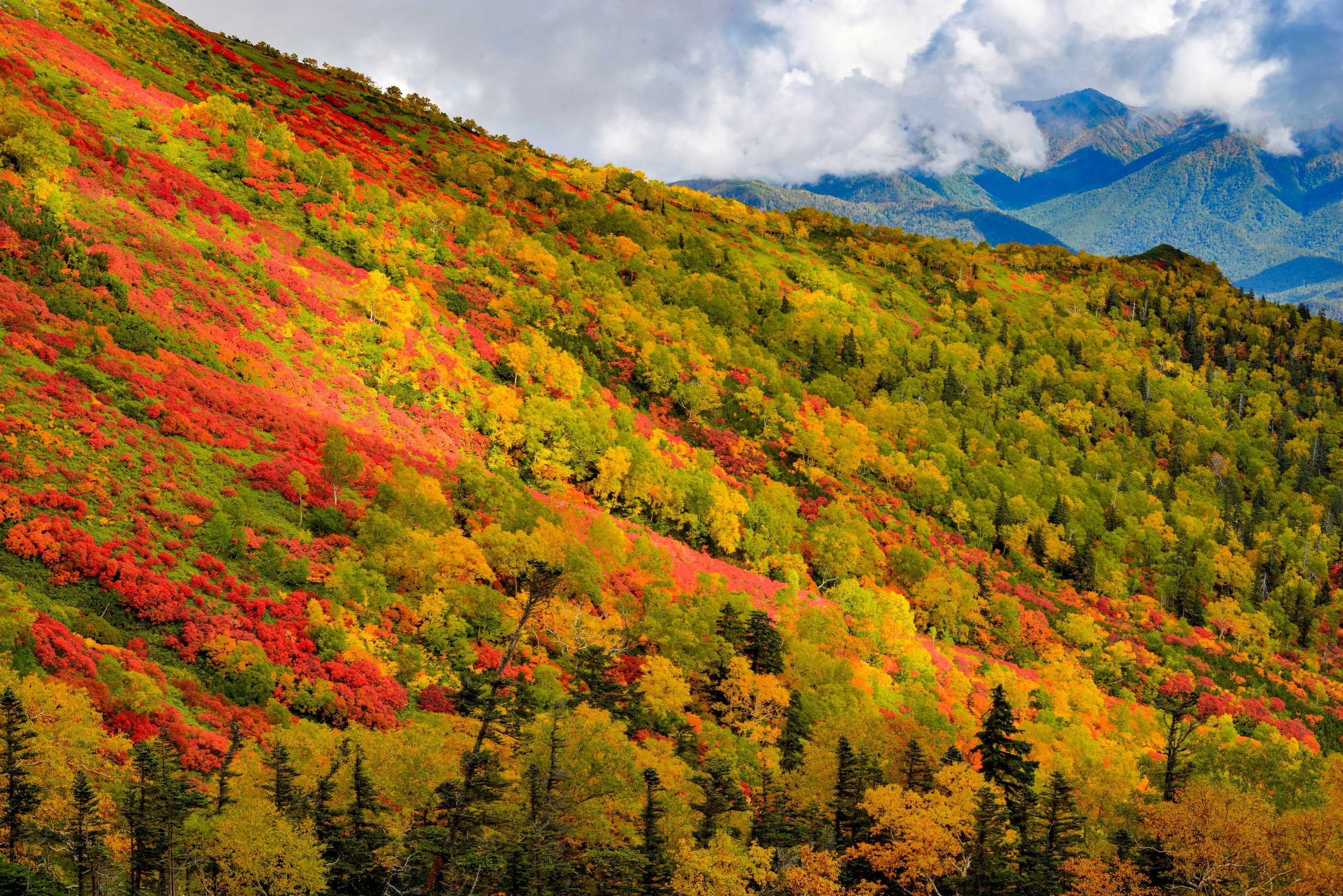 Silver Spring Terrace