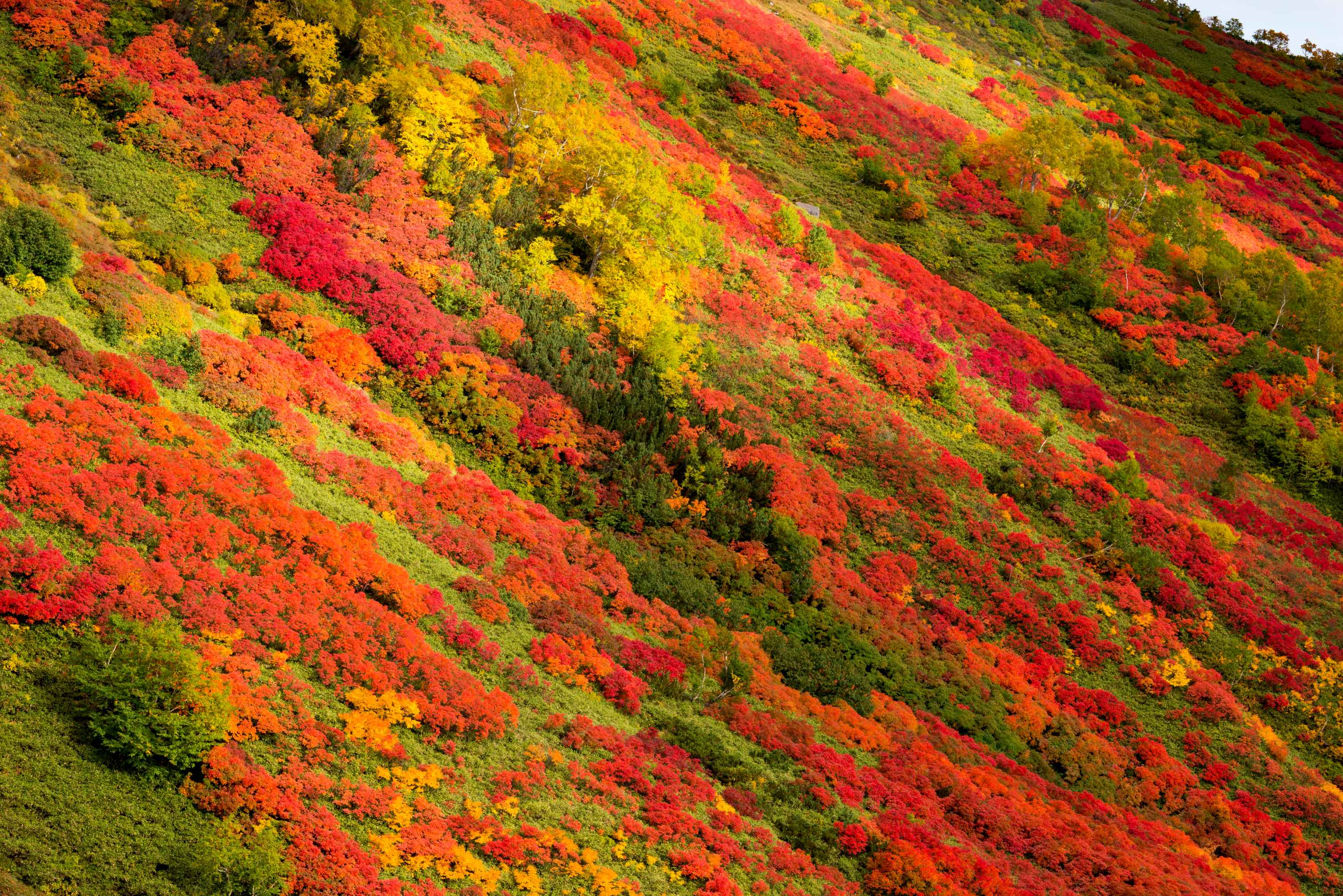 Silver Spring Terrace