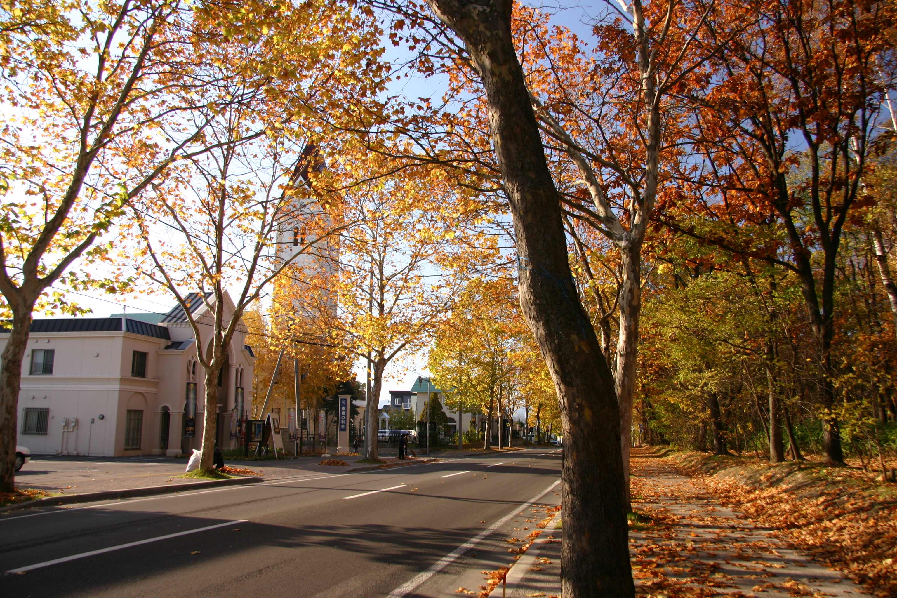 Plane tree row