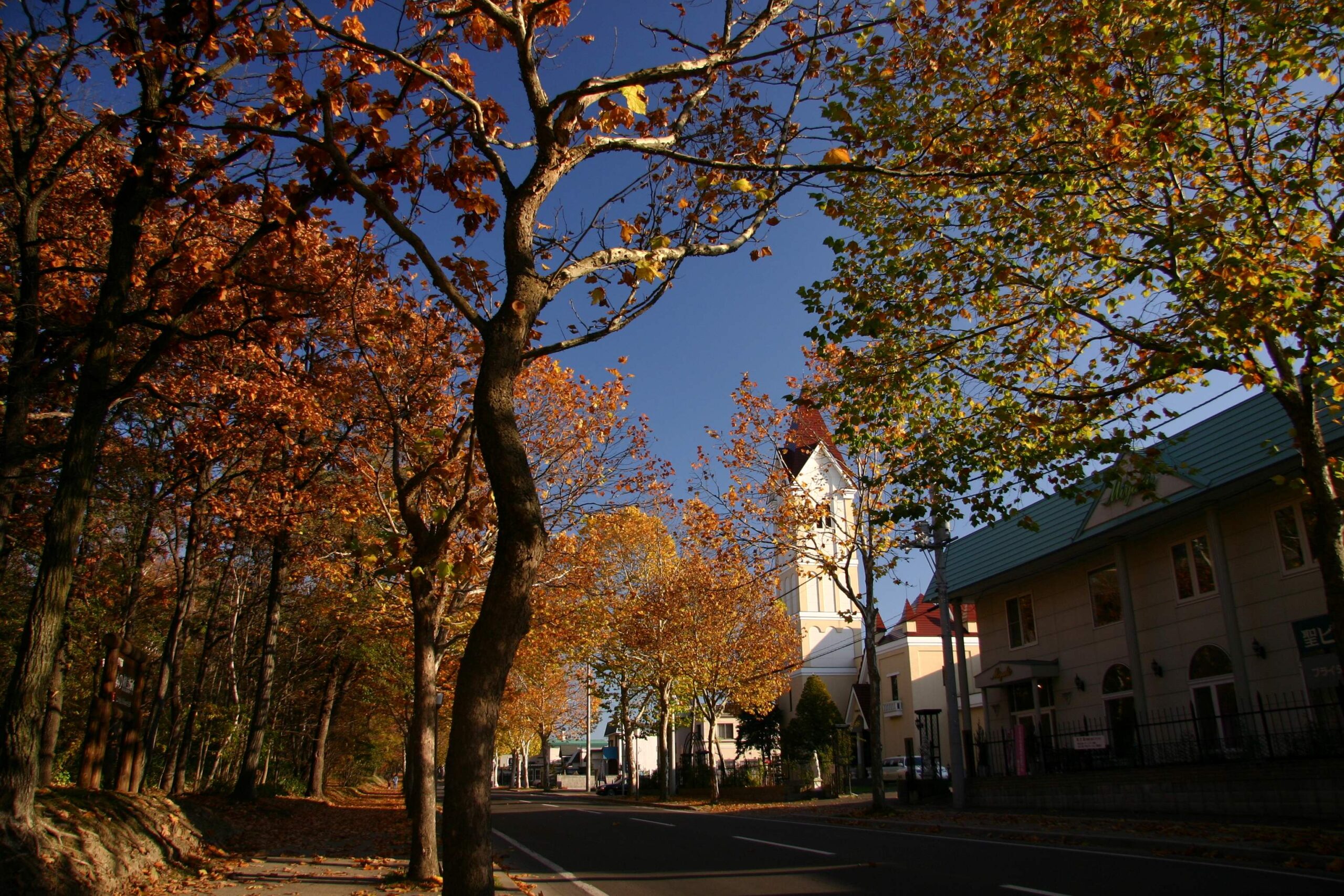 Plane tree row