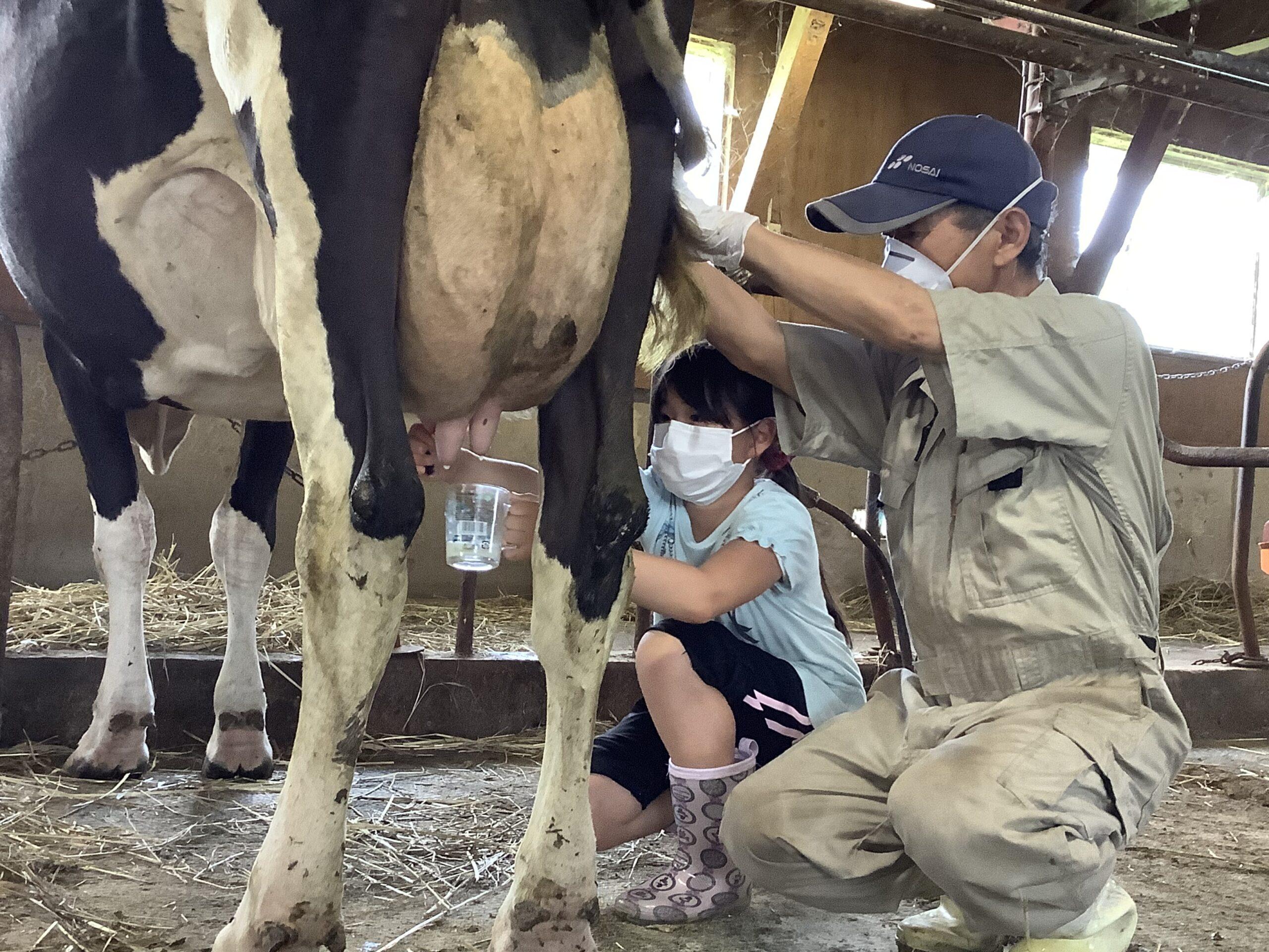 【Asahikawa Dairy Farming Experience】Milking  Butter Making Experience at Arakawa Farm