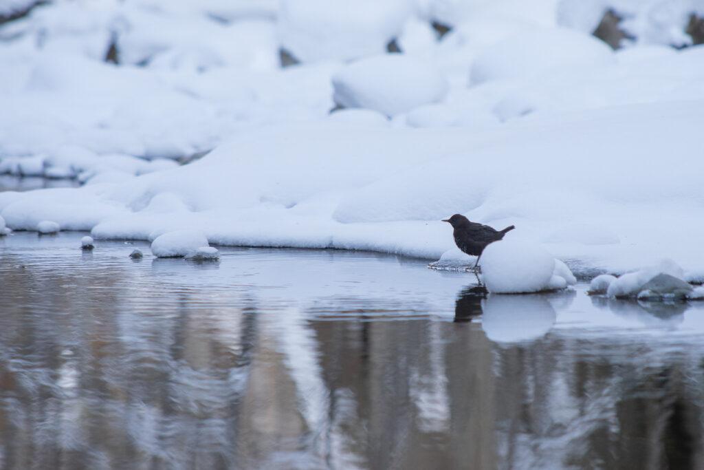 【Sounkyo Snowshoe】Beginners welcome! Snowshoe guided tour to enjoy Sounkyo in winter