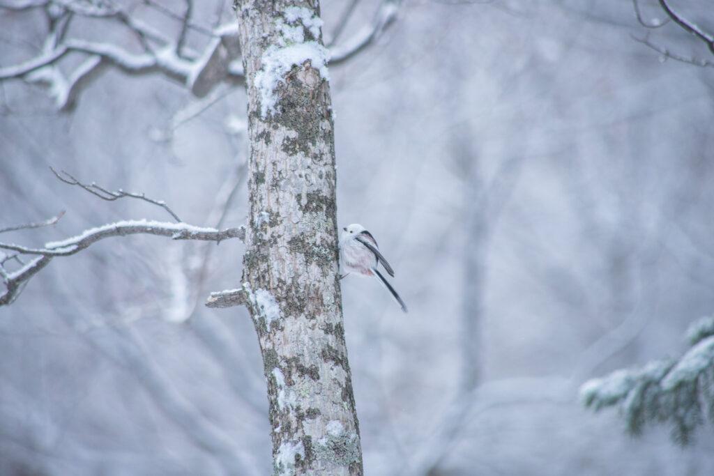 【Sounkyo-Kamikawa】Snowshoe hiking Guided tour