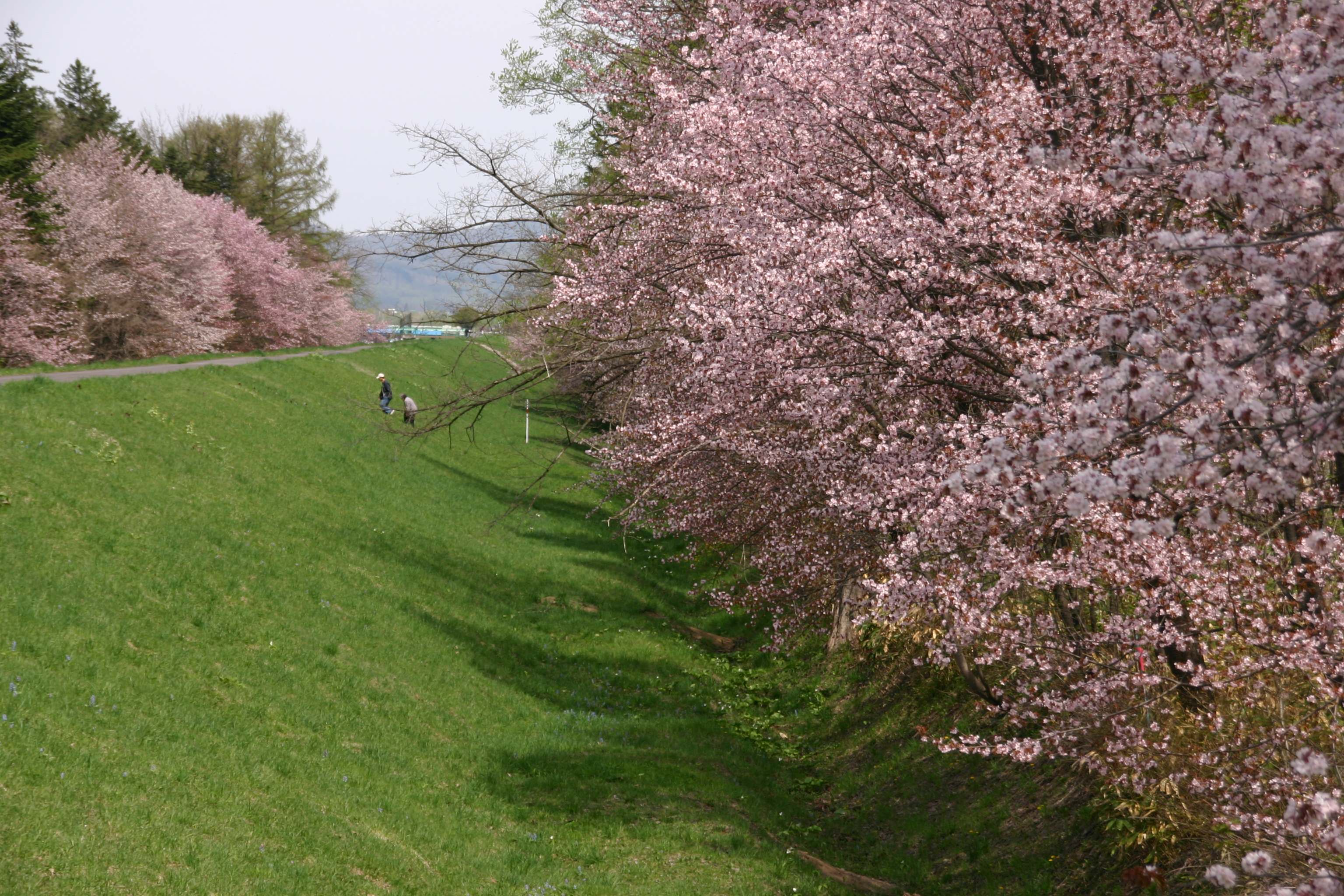 Foreign Tree Species Sample Forest