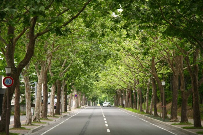 Plane tree row