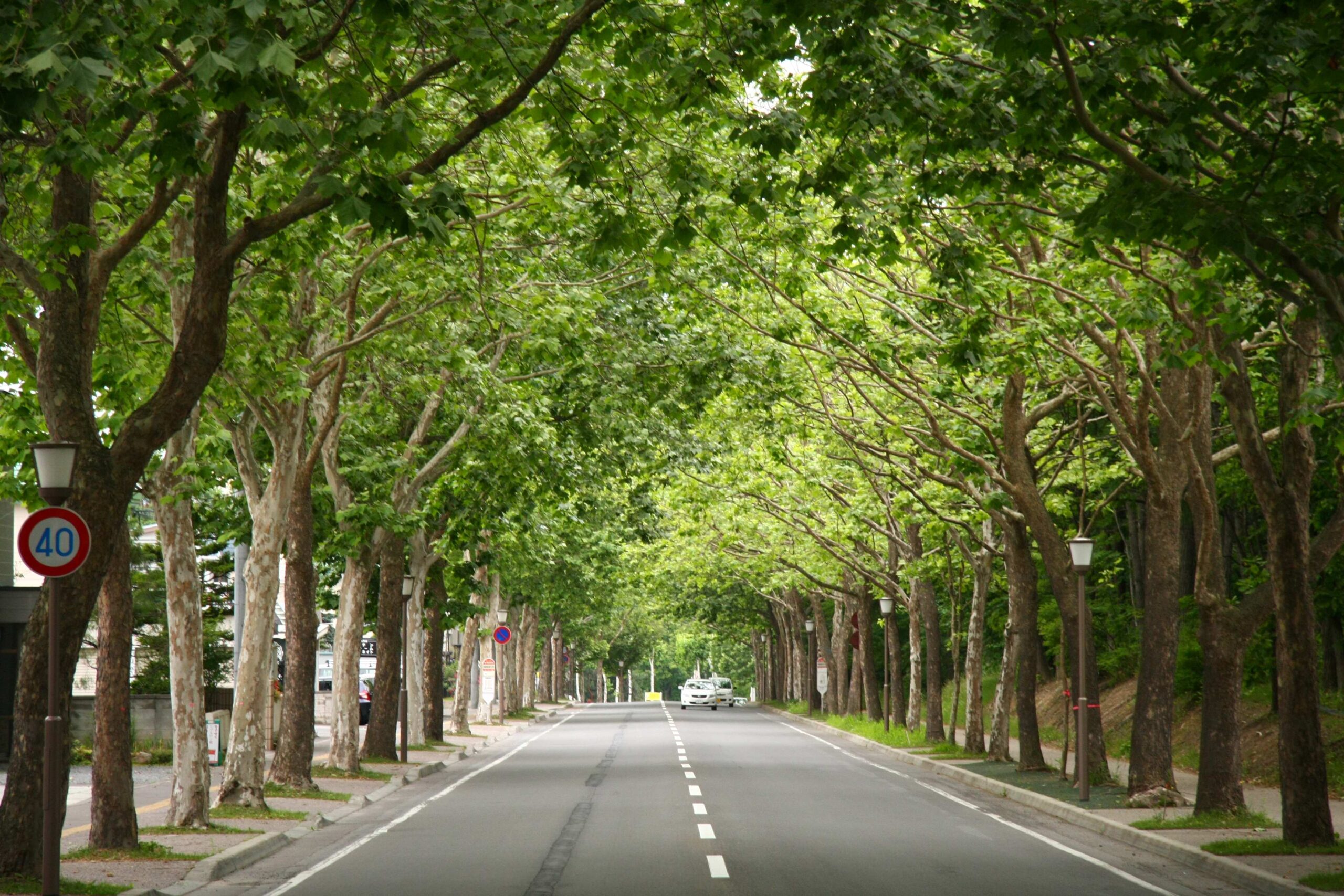 Plane tree row