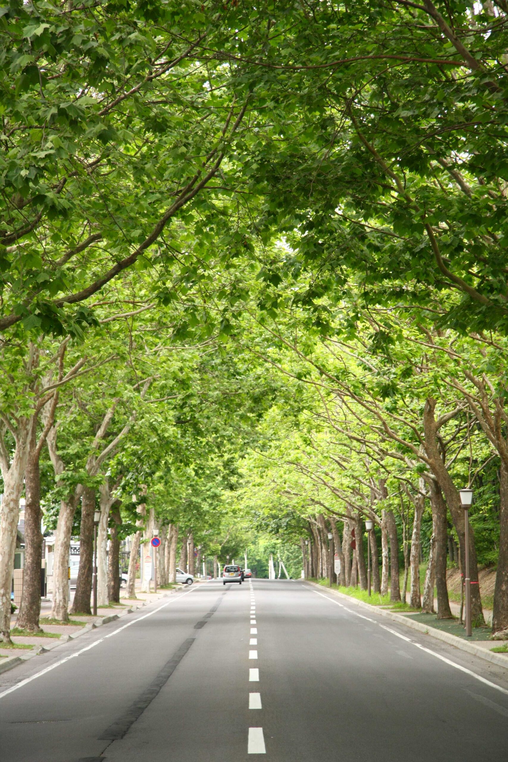 Plane tree row