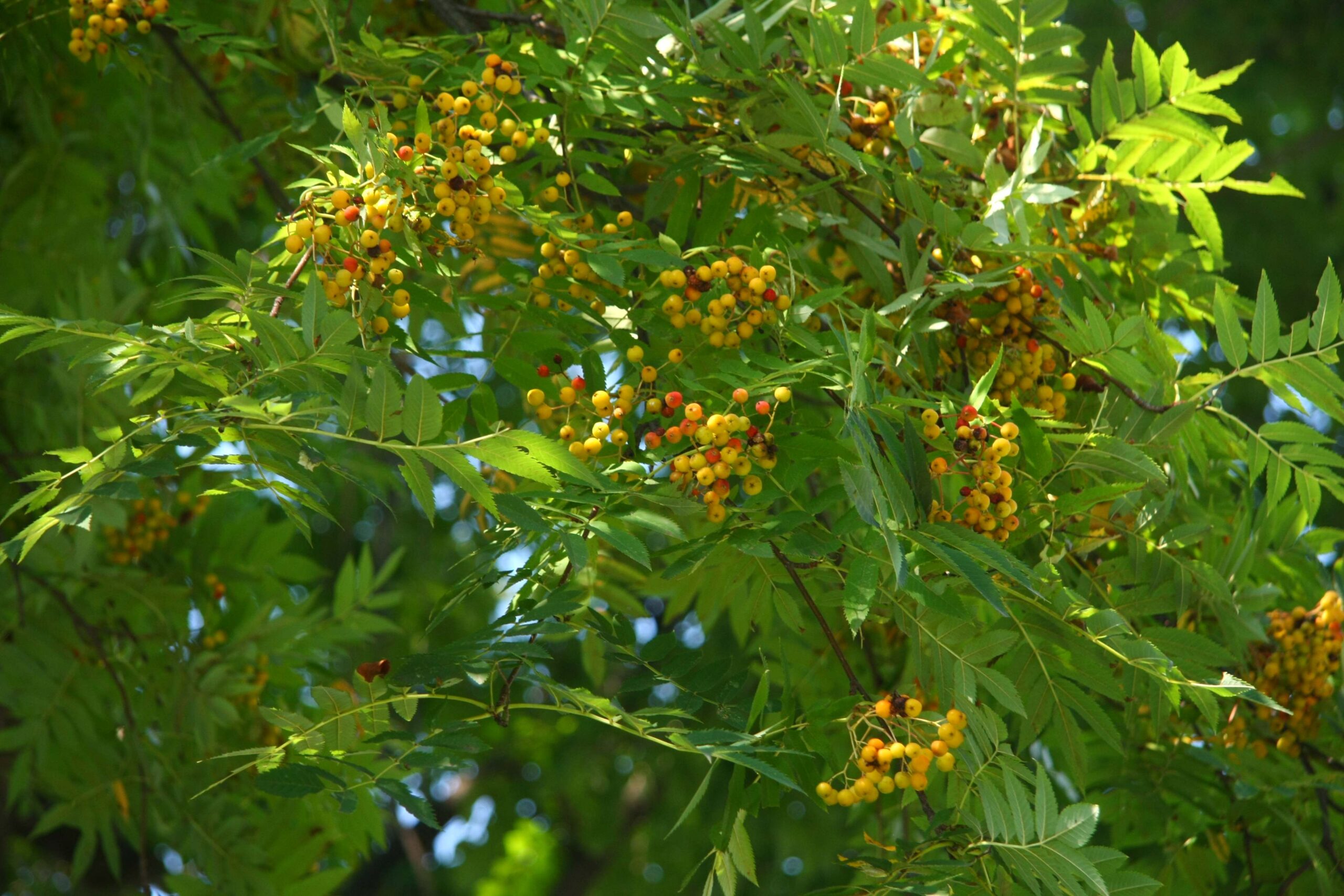 Yasushi Inoue Memorial Hall
