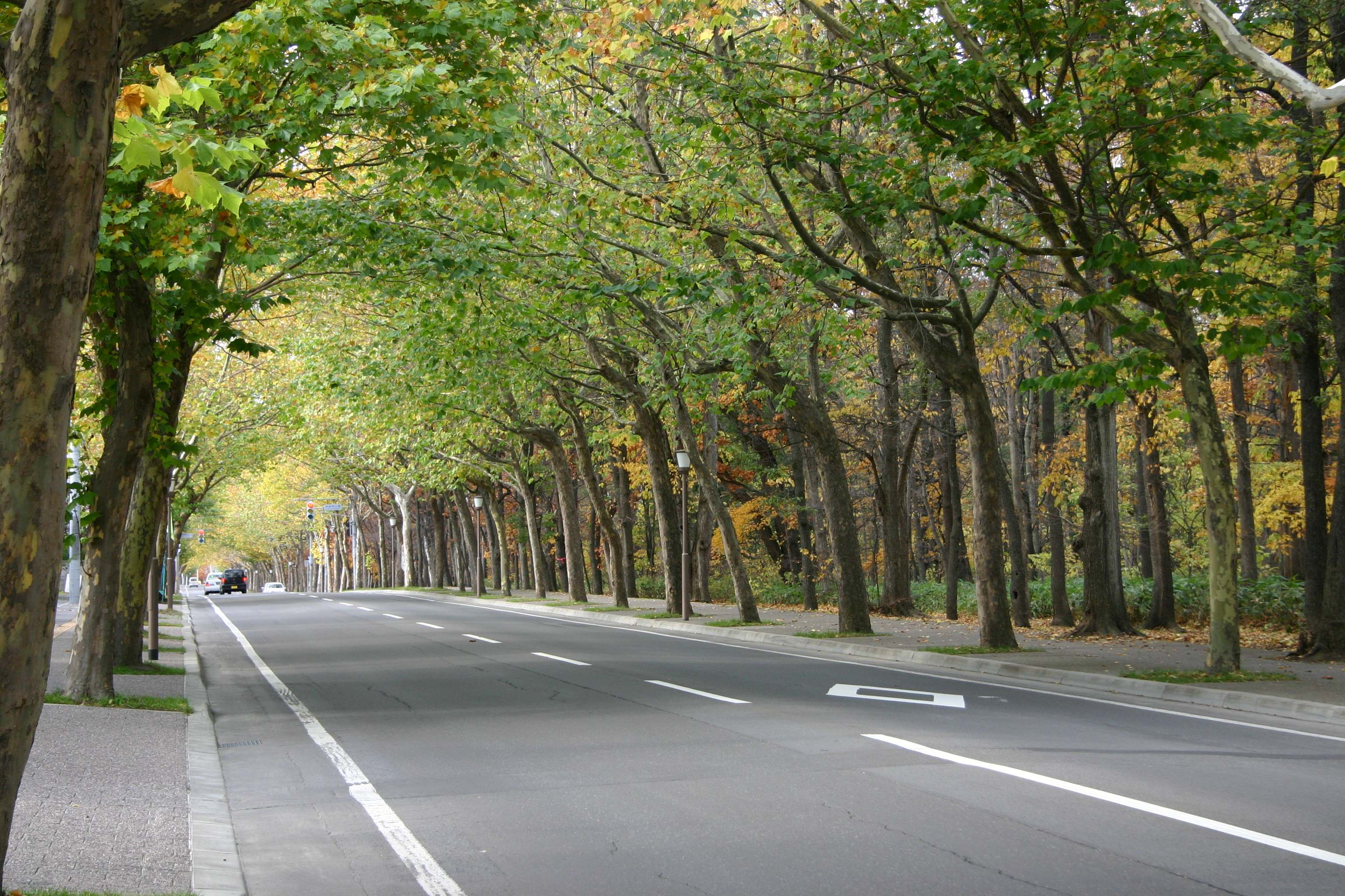 Plane tree row