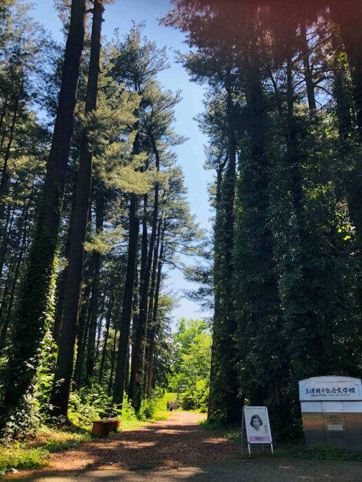 Foreign Tree Species Sample Forest