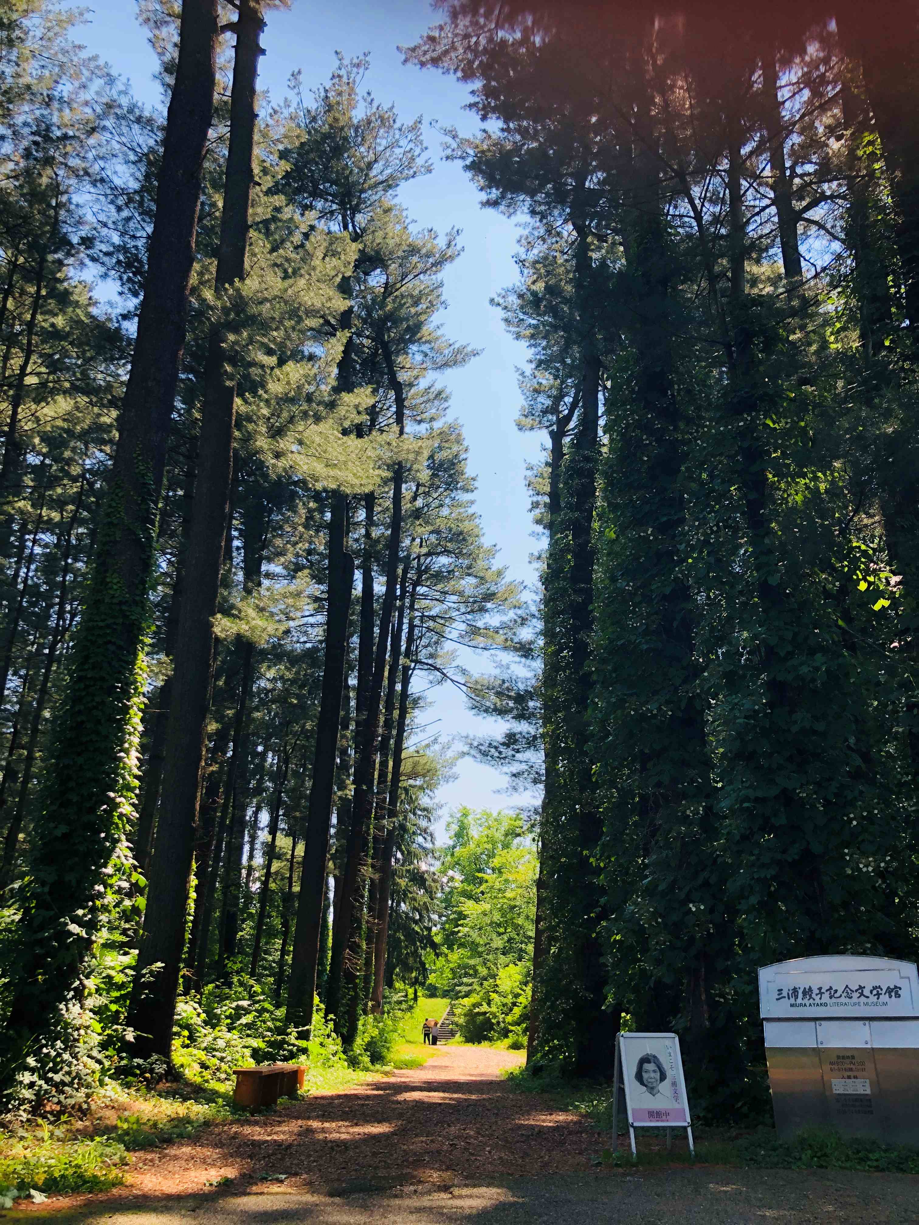 Foreign Tree Species Sample Forest