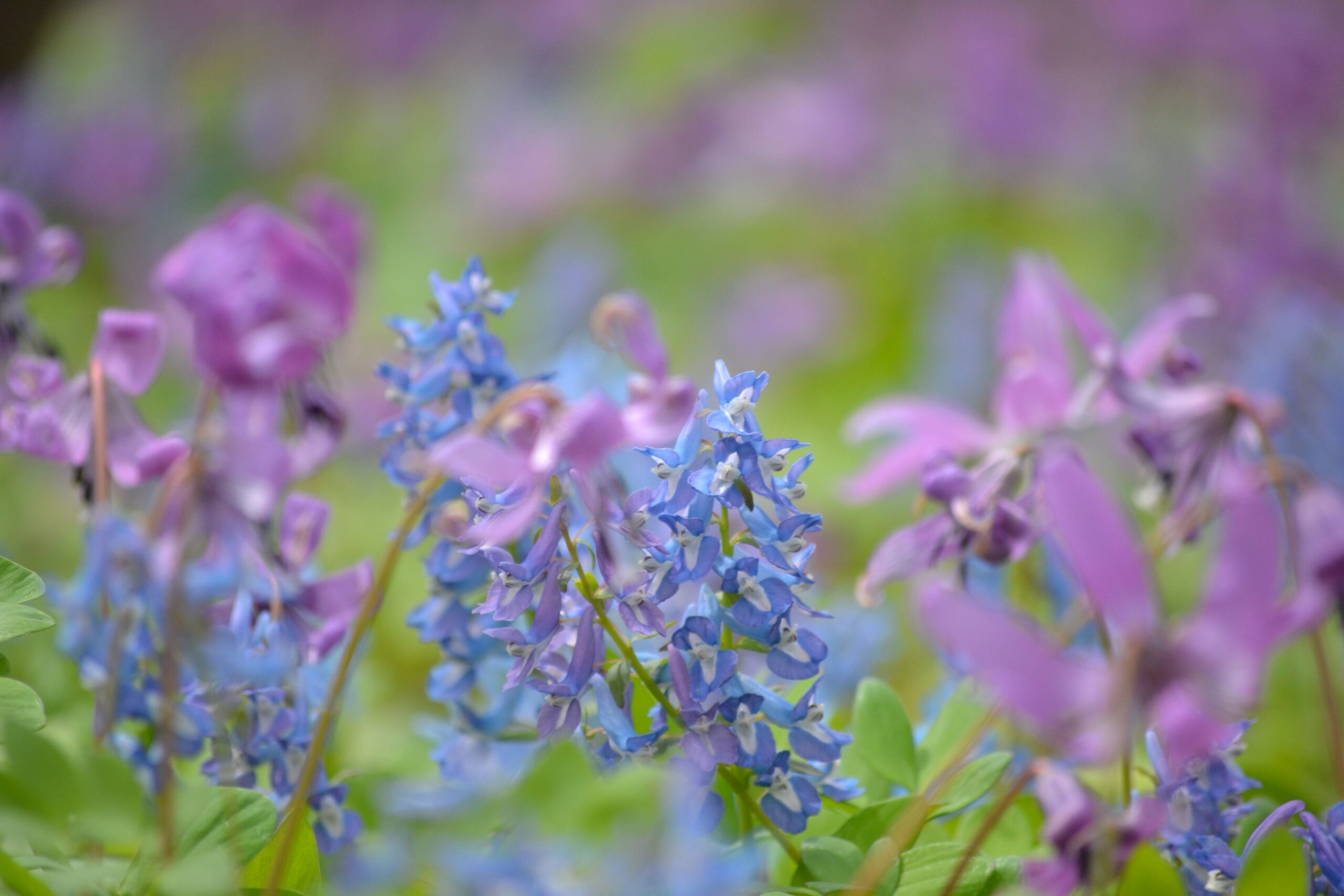 Otokoyama Nature Park