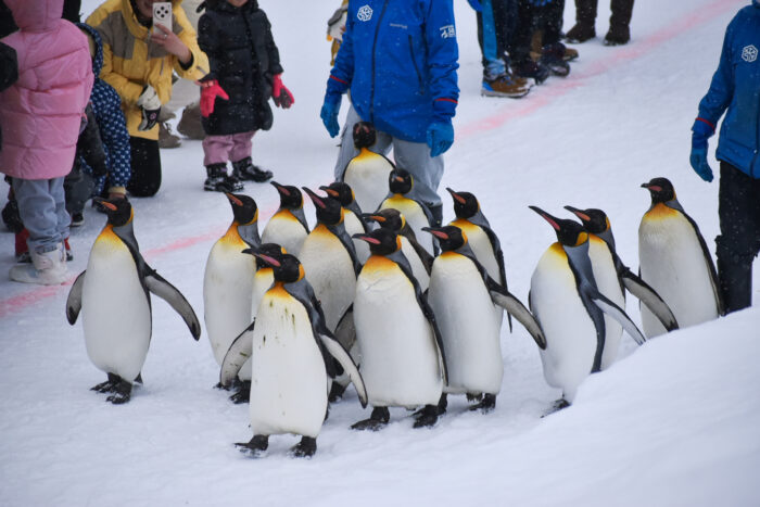 Asahikawa City Asahiyama Zoo