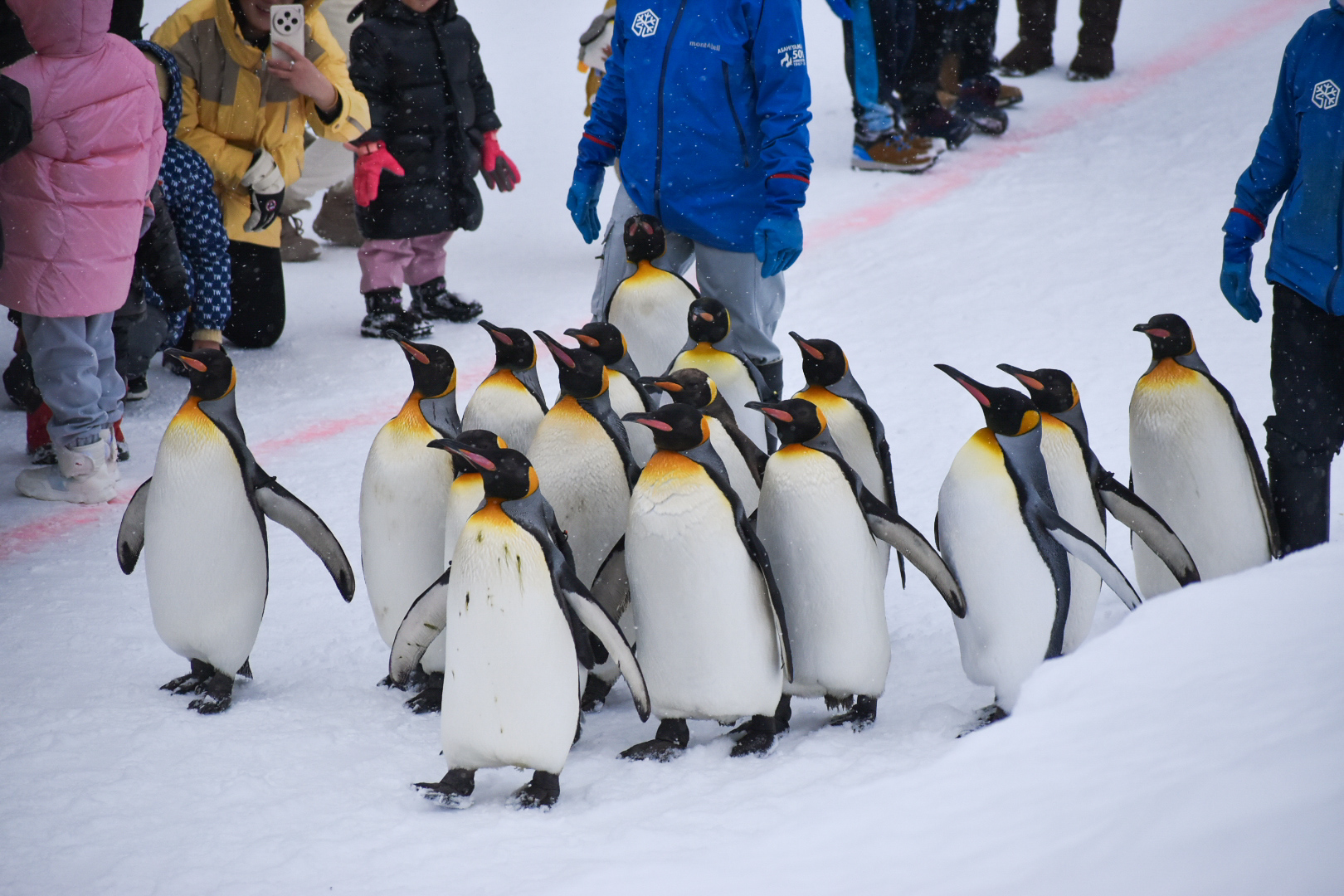 Asahikawa City Asahiyama Zoo