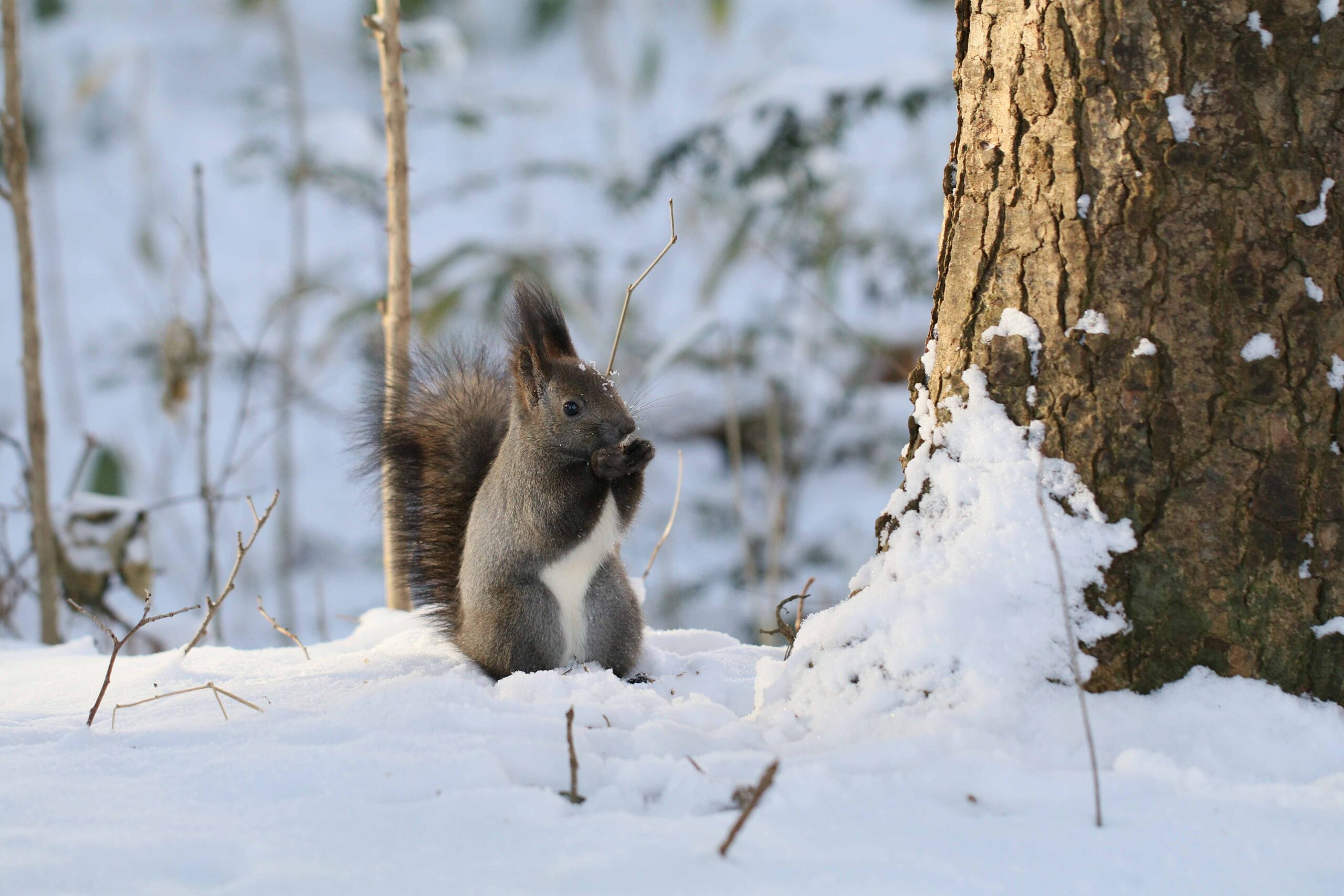 Ayako Miura Memorial Museum of Literature