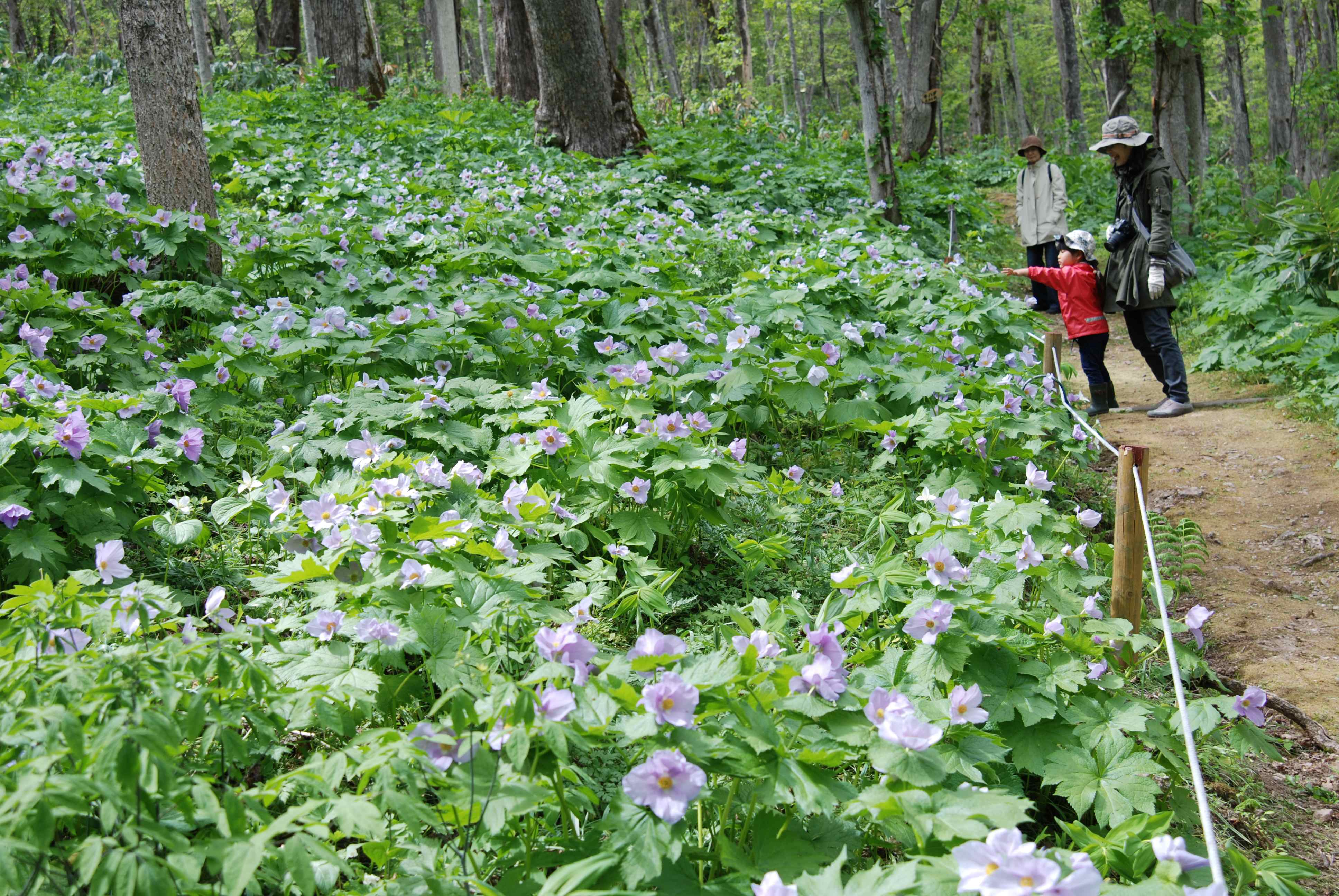 Arashiyama Observatory
