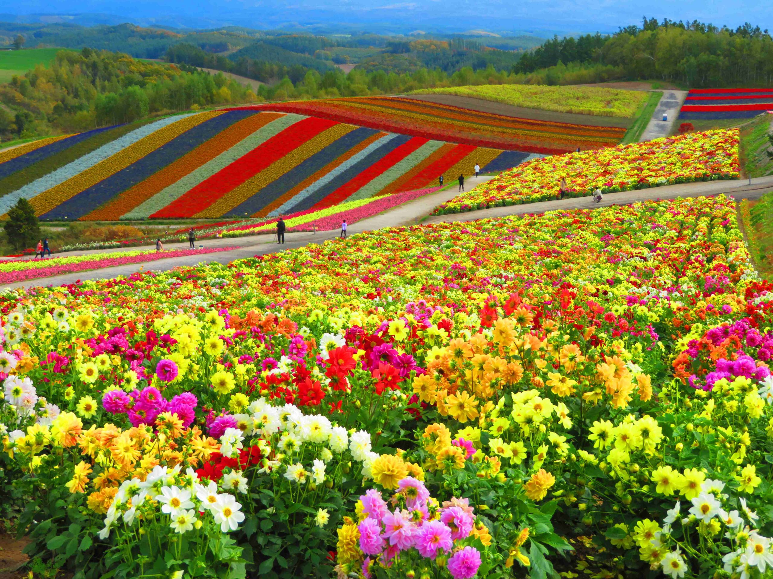 Panoramic Flower Gardens Shikisai no oka Official Heart Of Hokkaido 