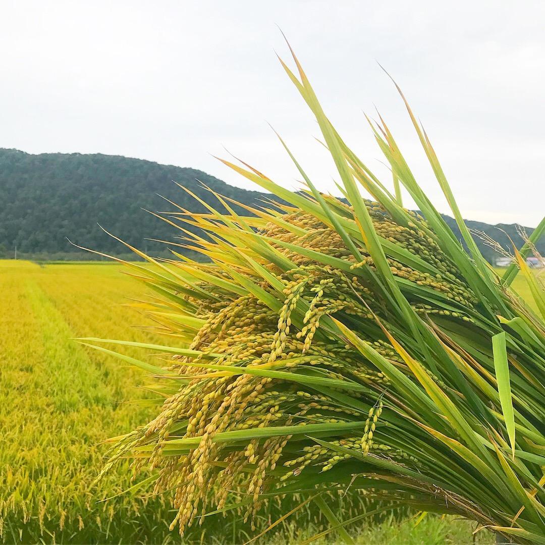 【Aibetsu Town Craft Experience】Traditional decoration “Himeri” making experience to pray for a good harvest