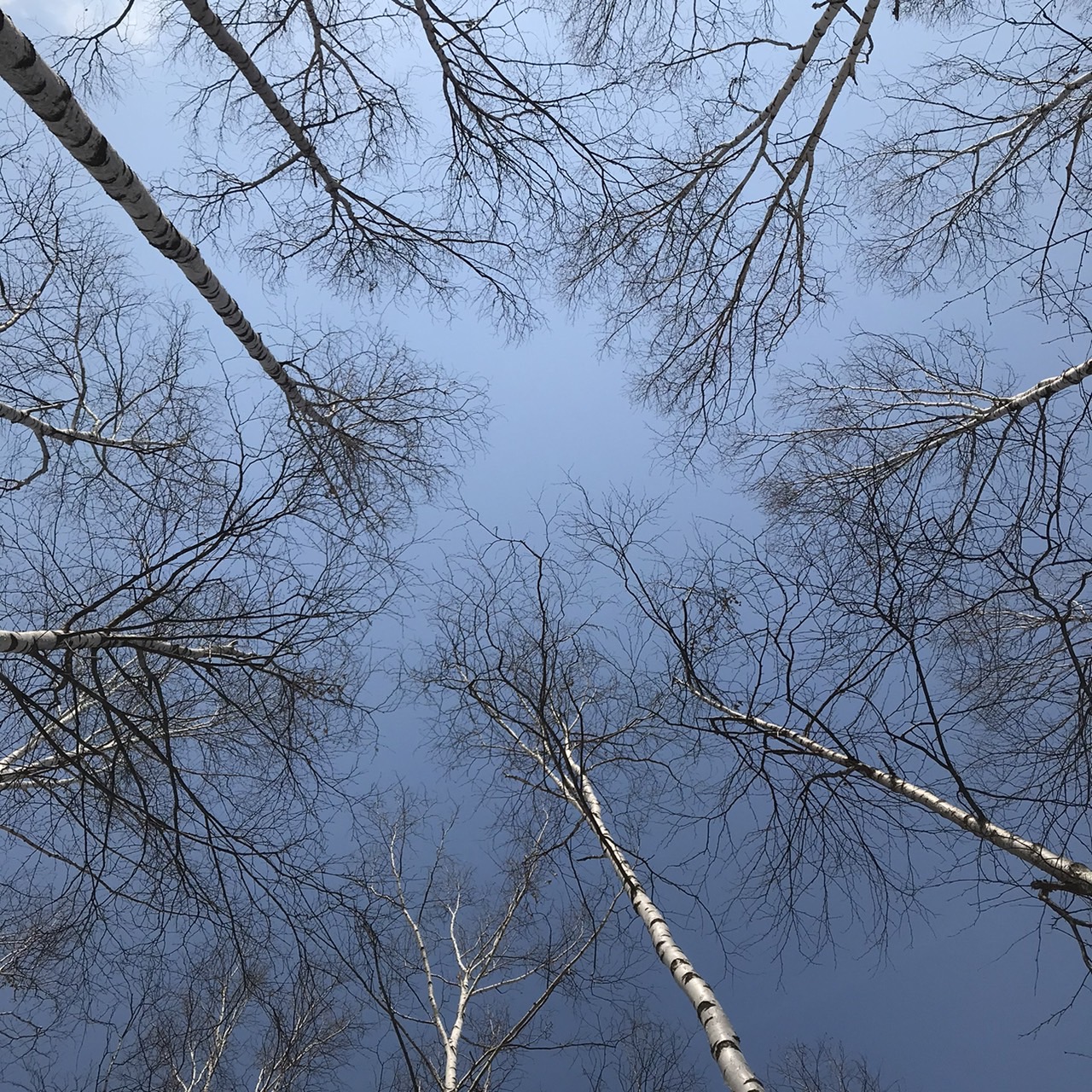 【愛別・ハンドメイド】白樺の樹皮を使ったアクセサリー作り体験