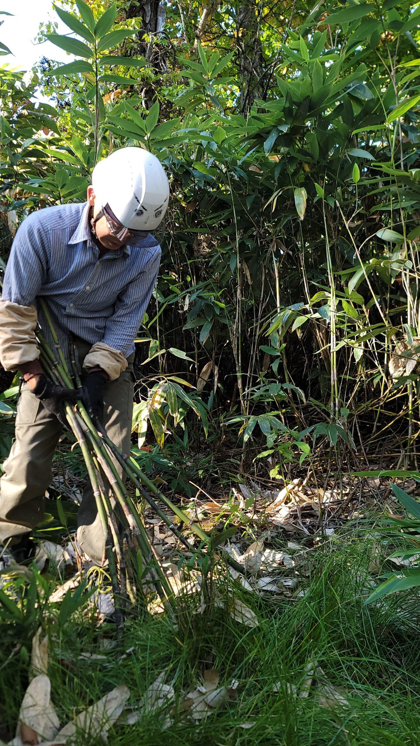 【Hifu Town/Craft Experience】Collecting Chishima bamboo with craftsmen from the northern bamboo workshop  coffee time with a spectacular view