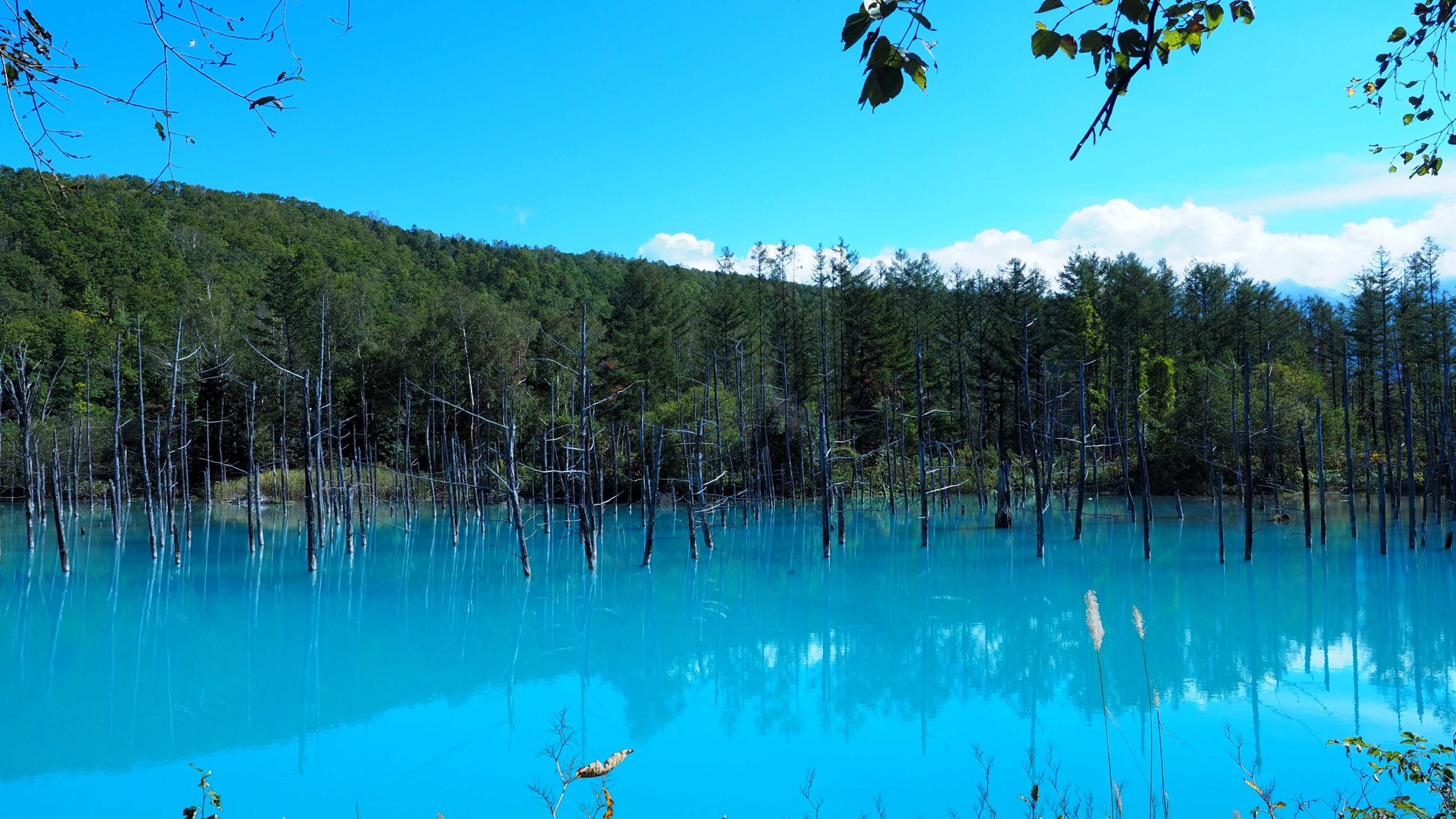 白金青い池