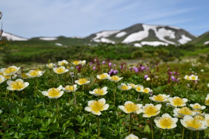 A must-see for flower lovers! Climbing Daisetsuzan and Mt. Kurodake and walking in the garden for 2 days