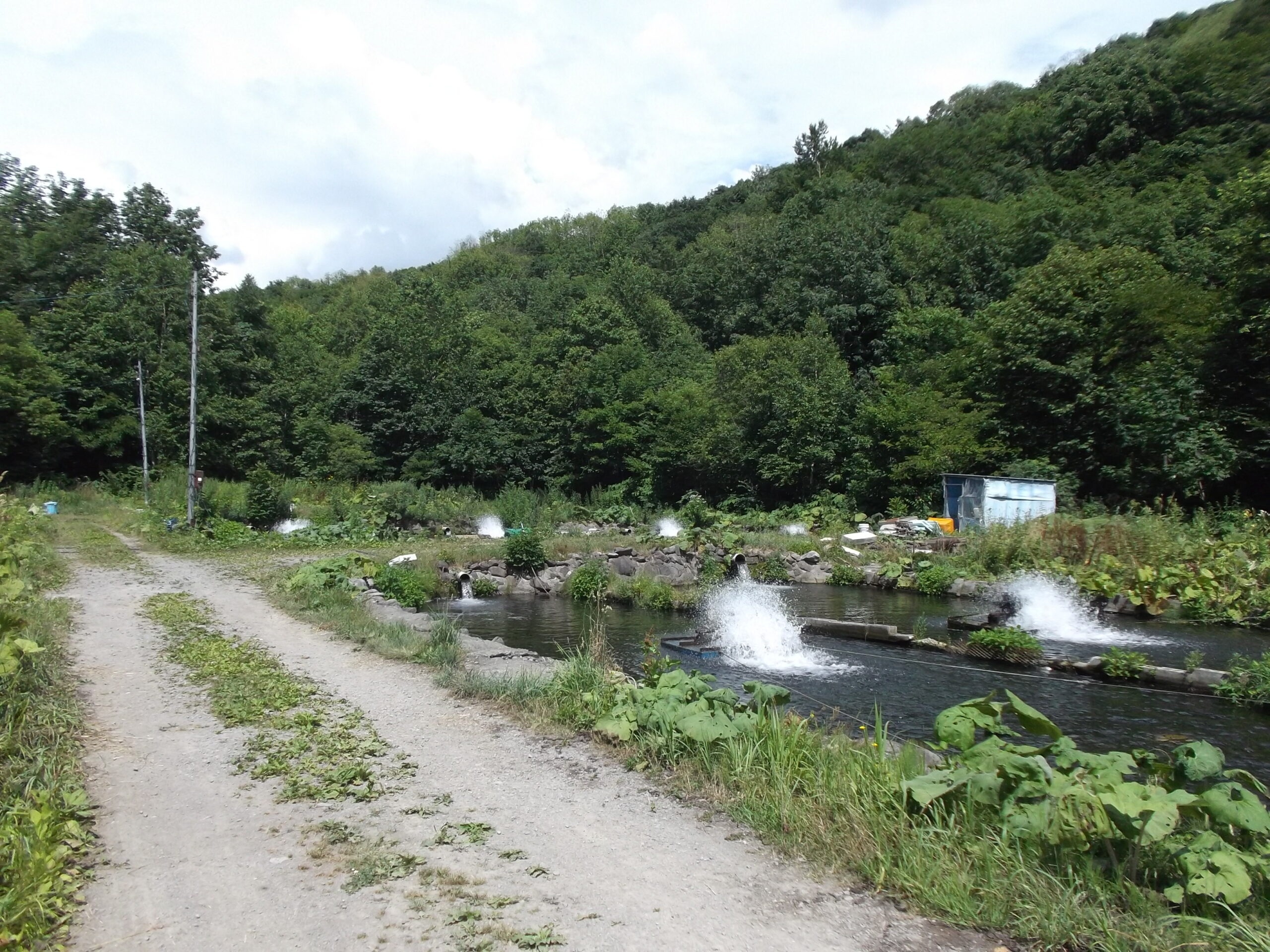 Nijisusu Kobo Pippu no Fishing Pond