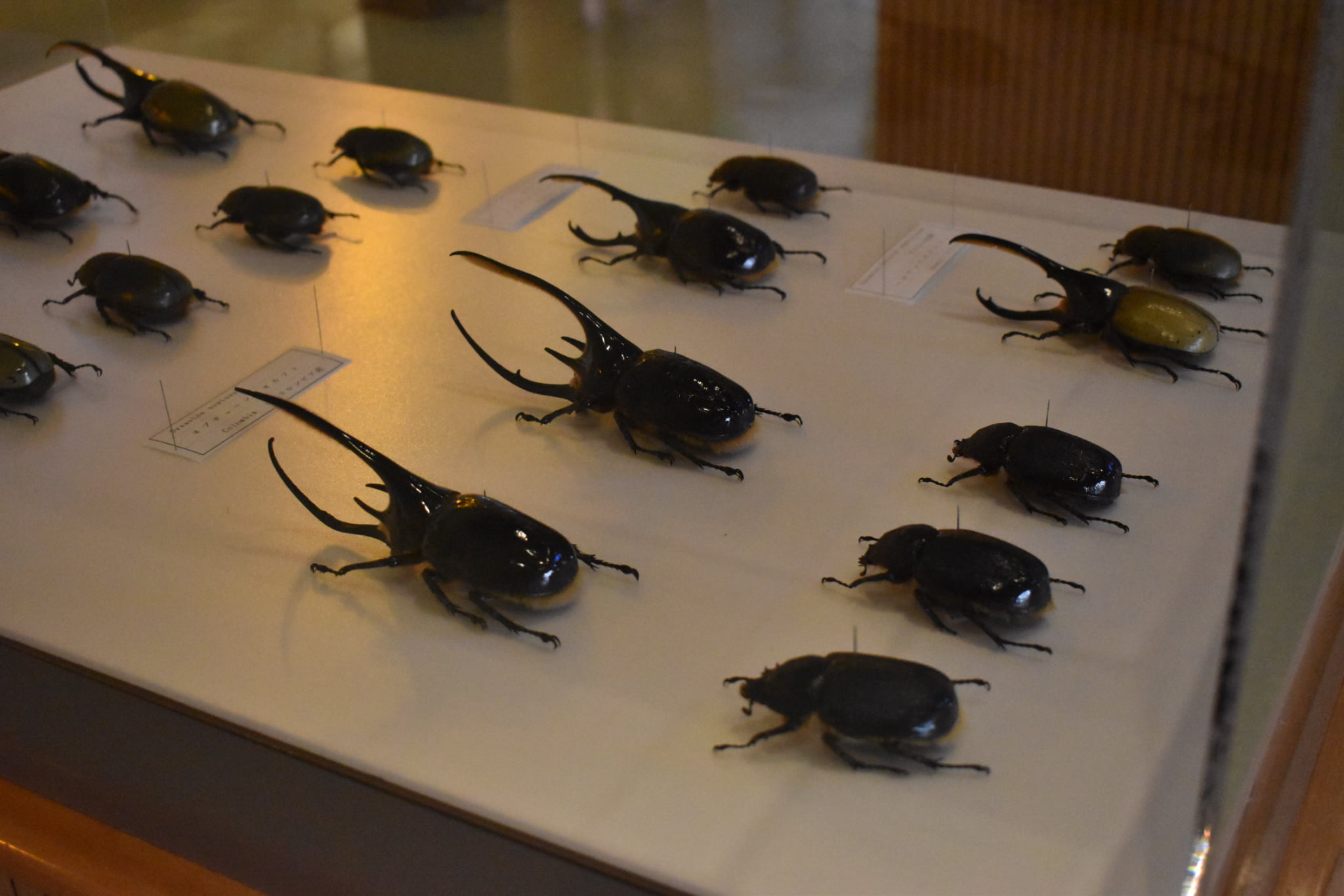 Toma World Insectarium Papillon Château