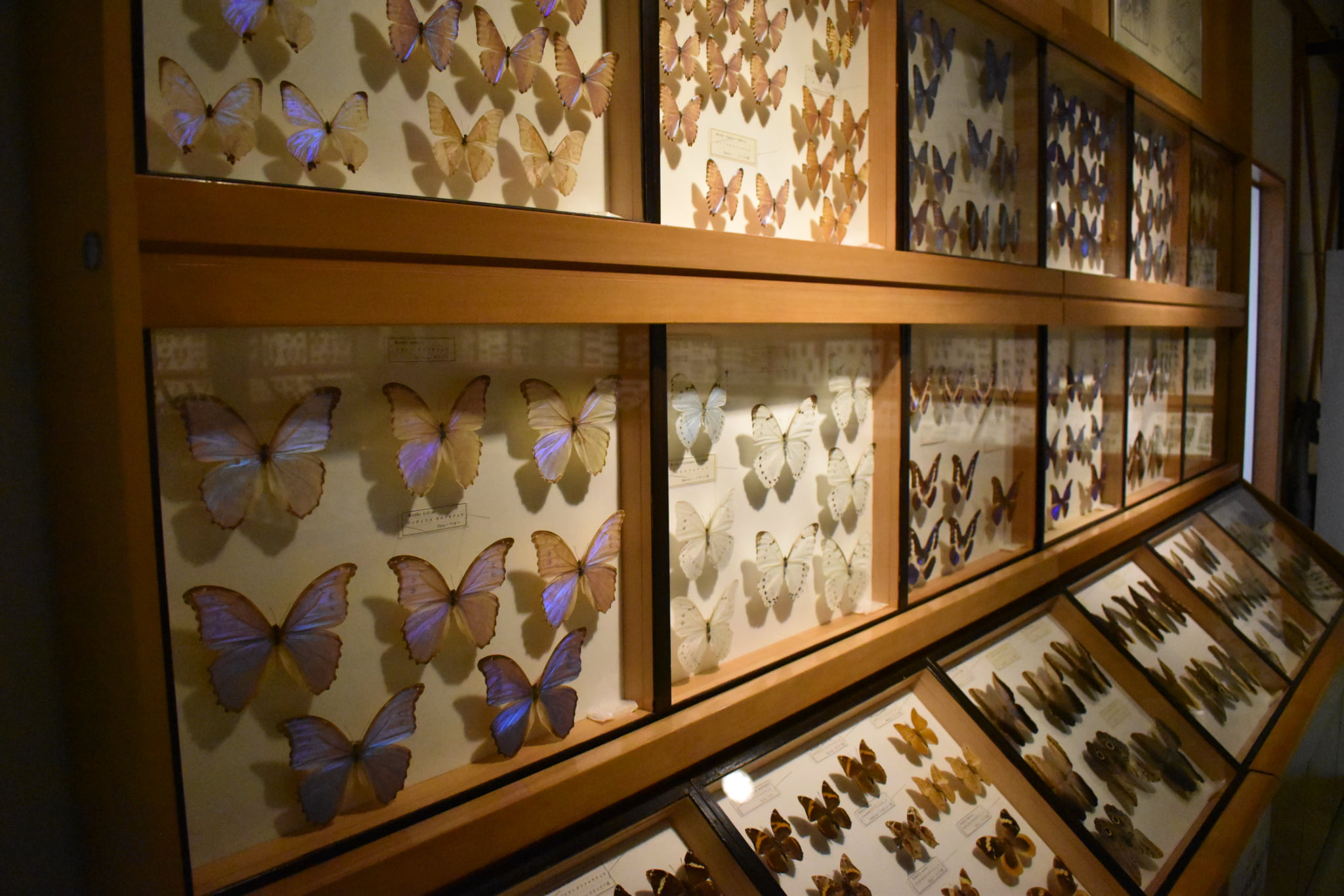 Toma World Insectarium Papillon Château