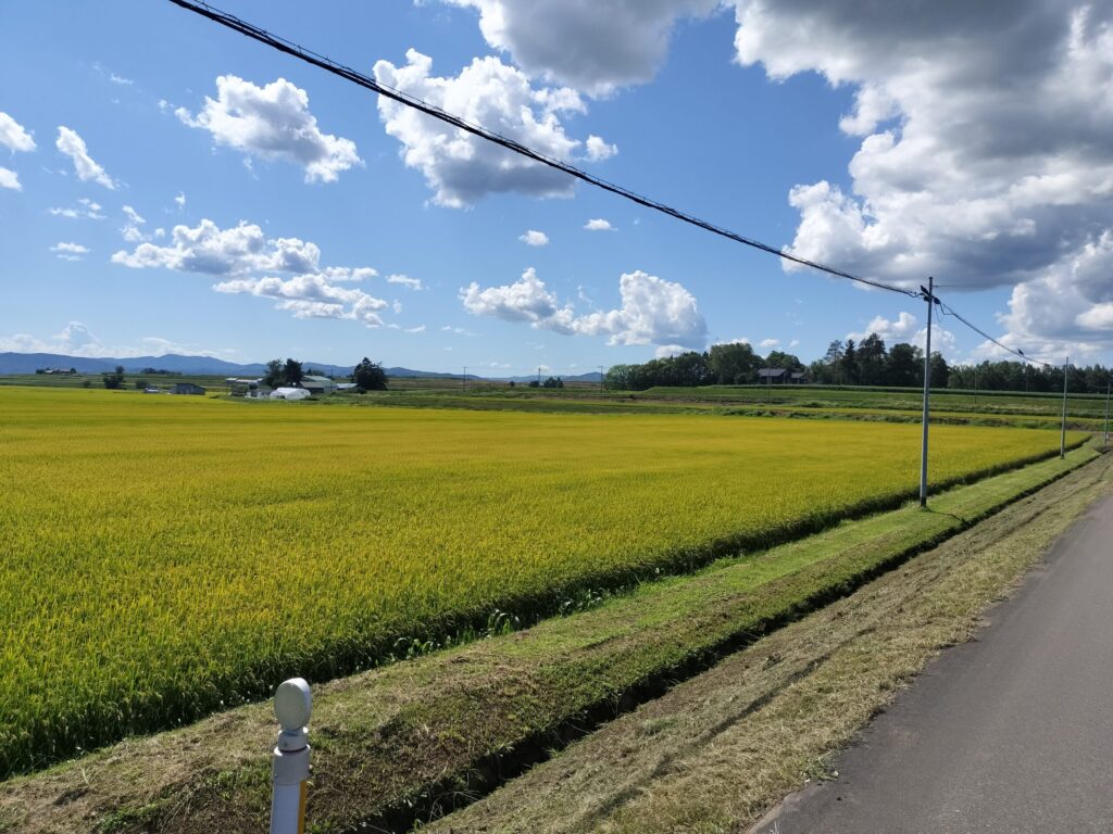 【サイクリング】北海道有数の米どころ鷹栖町・田んぼを巡る「田園ライド」サイクリングガイドツアー
