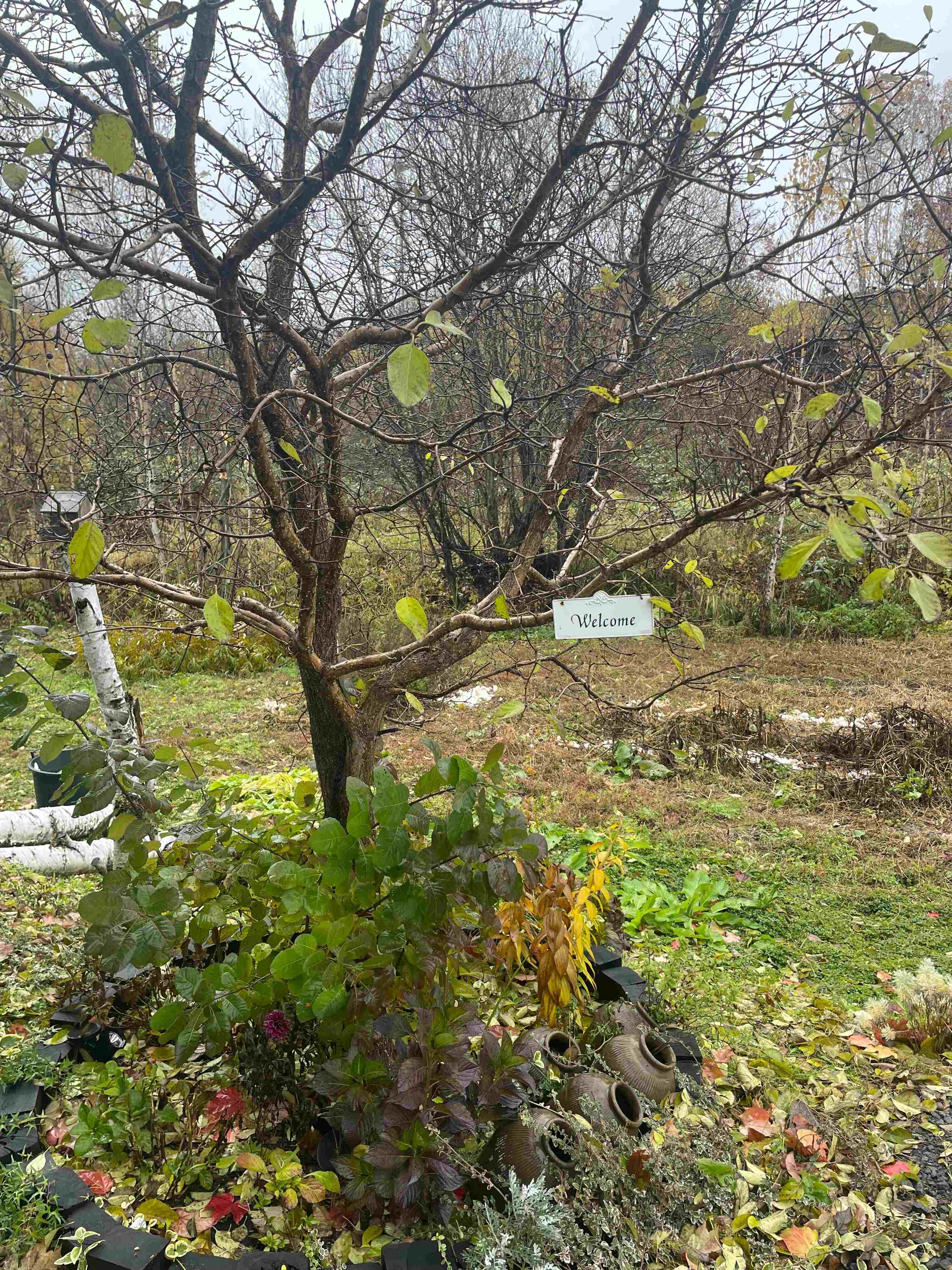 makanai cafe Tsumugido