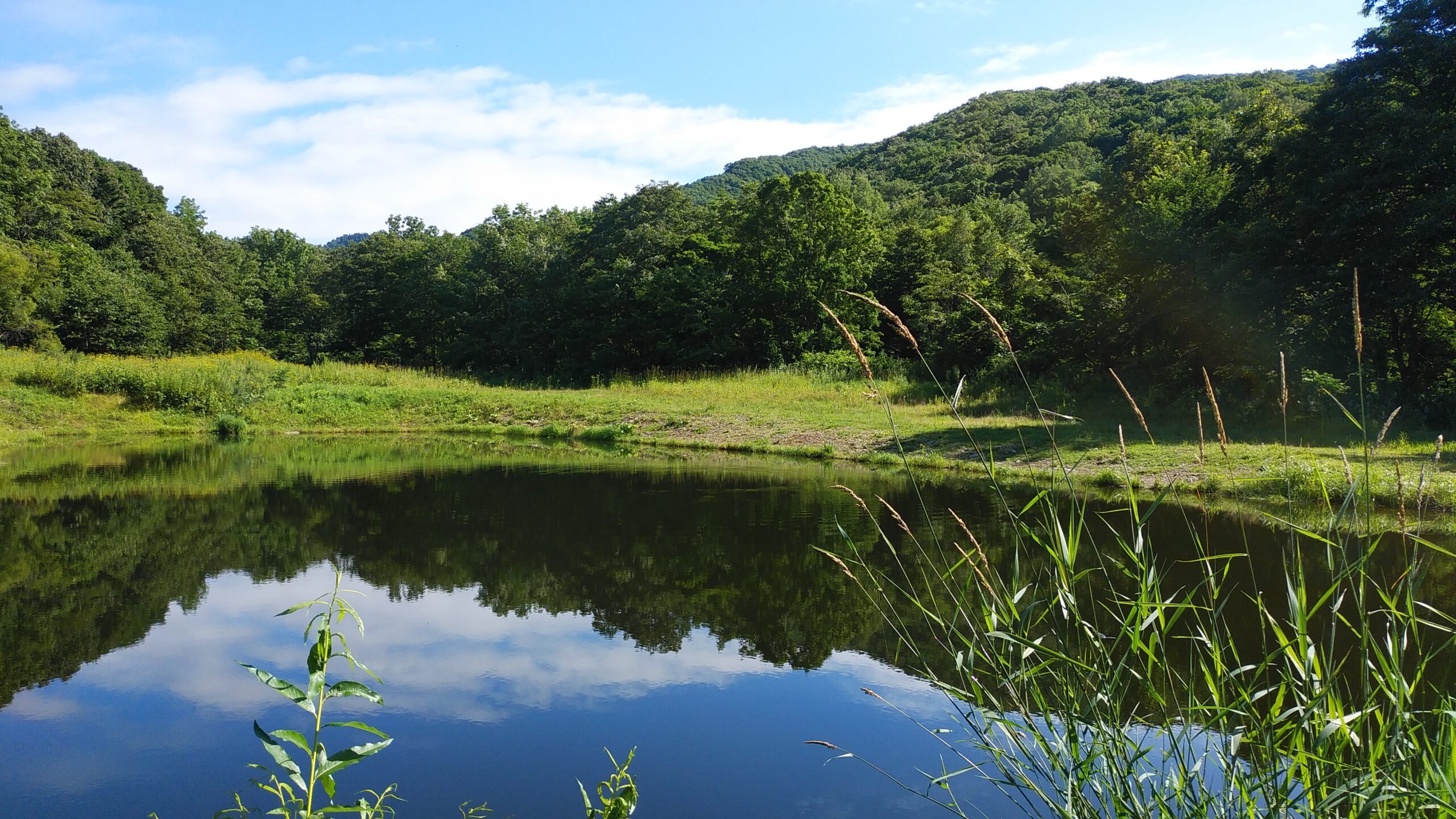 Nijisusu Kobo Pippu no Fishing Pond