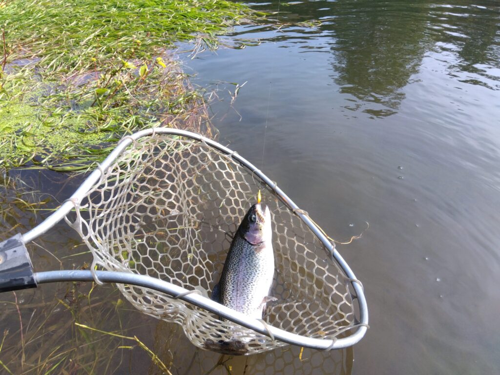 Nijisusu Kobo Pippu no Fishing Pond