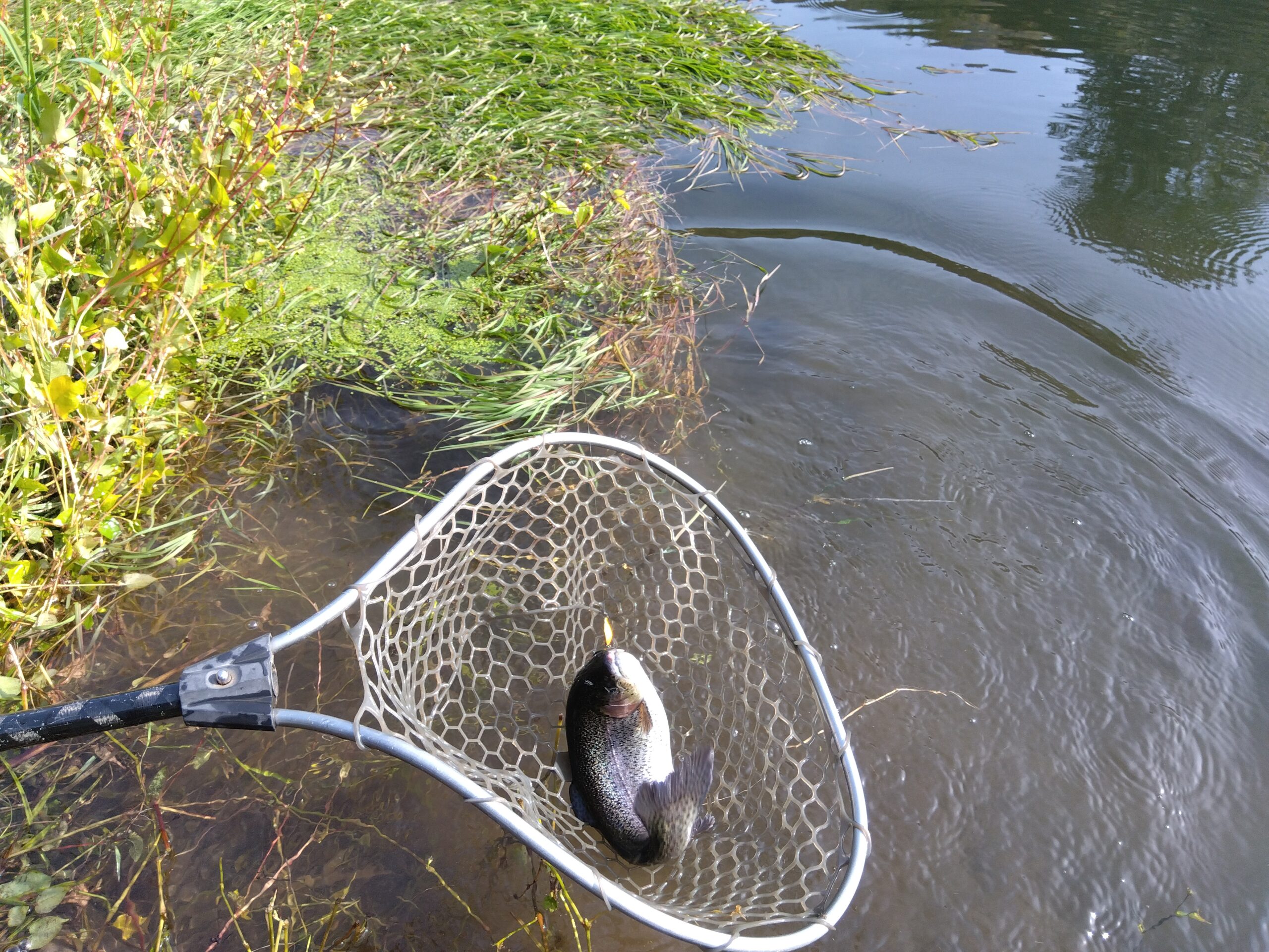 Nijisusu Kobo Pippu no Fishing Pond