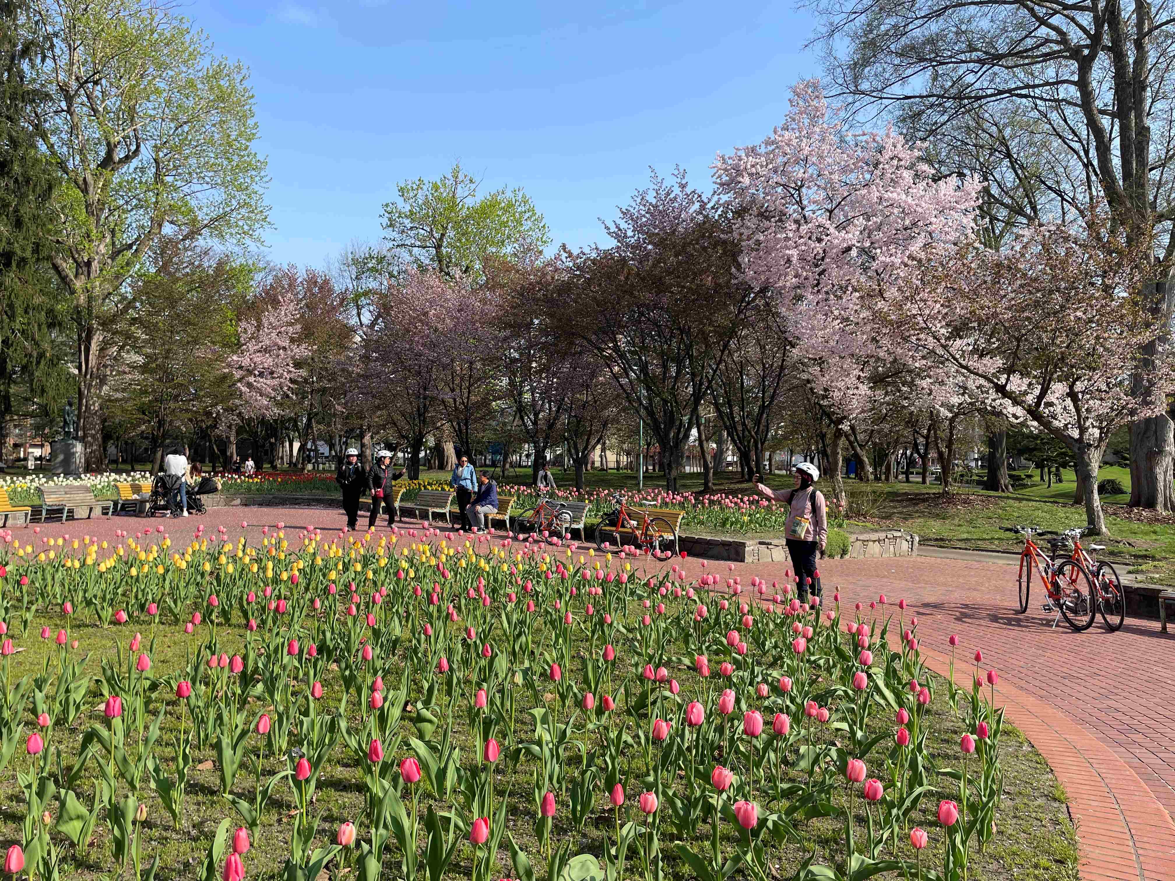 JR旭川駅スタート！短時間で楽しめる桜・お花見サイクリングコース?