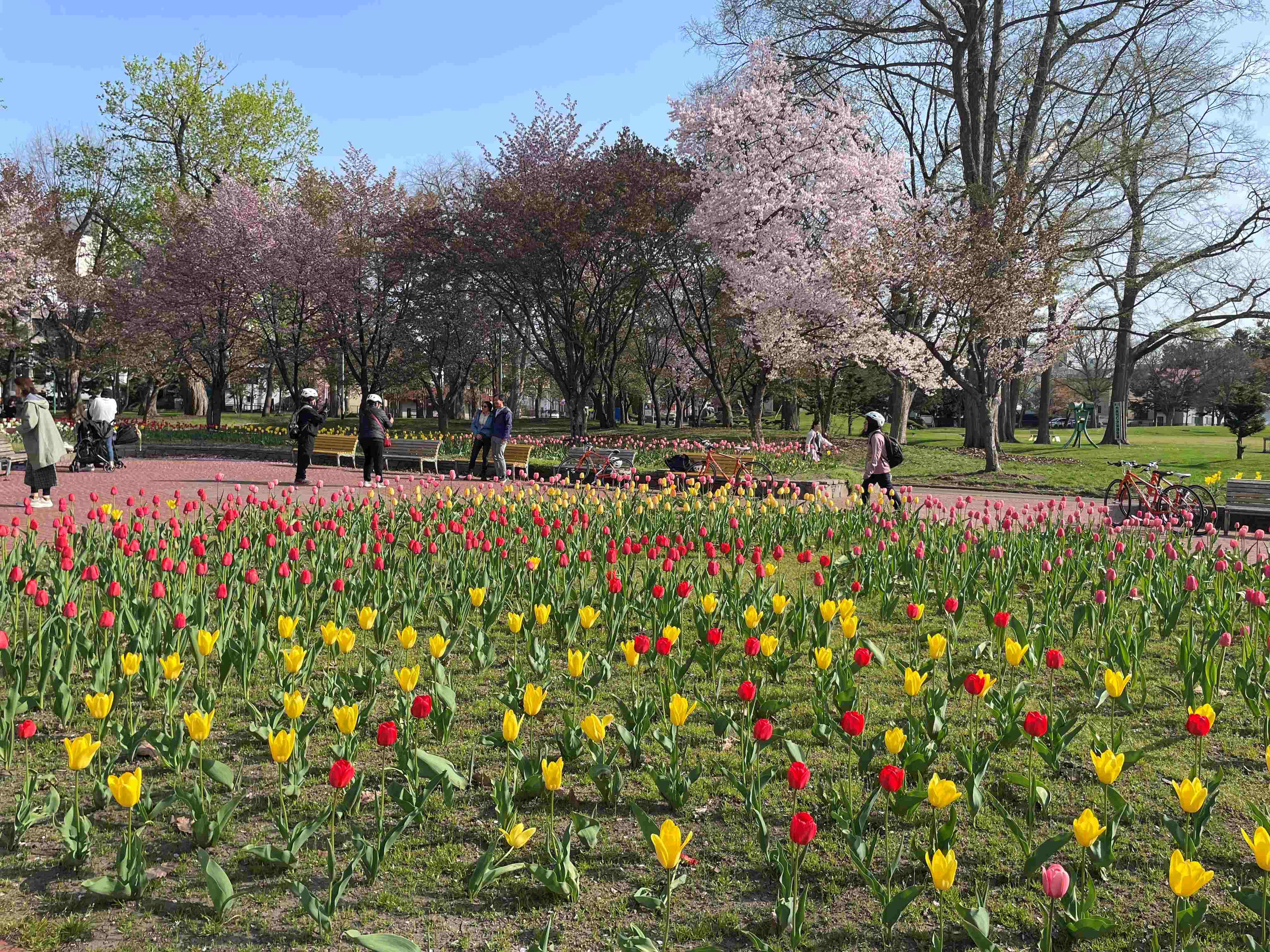 JR旭川駅スタート！短時間で楽しめる桜・お花見サイクリングコース?