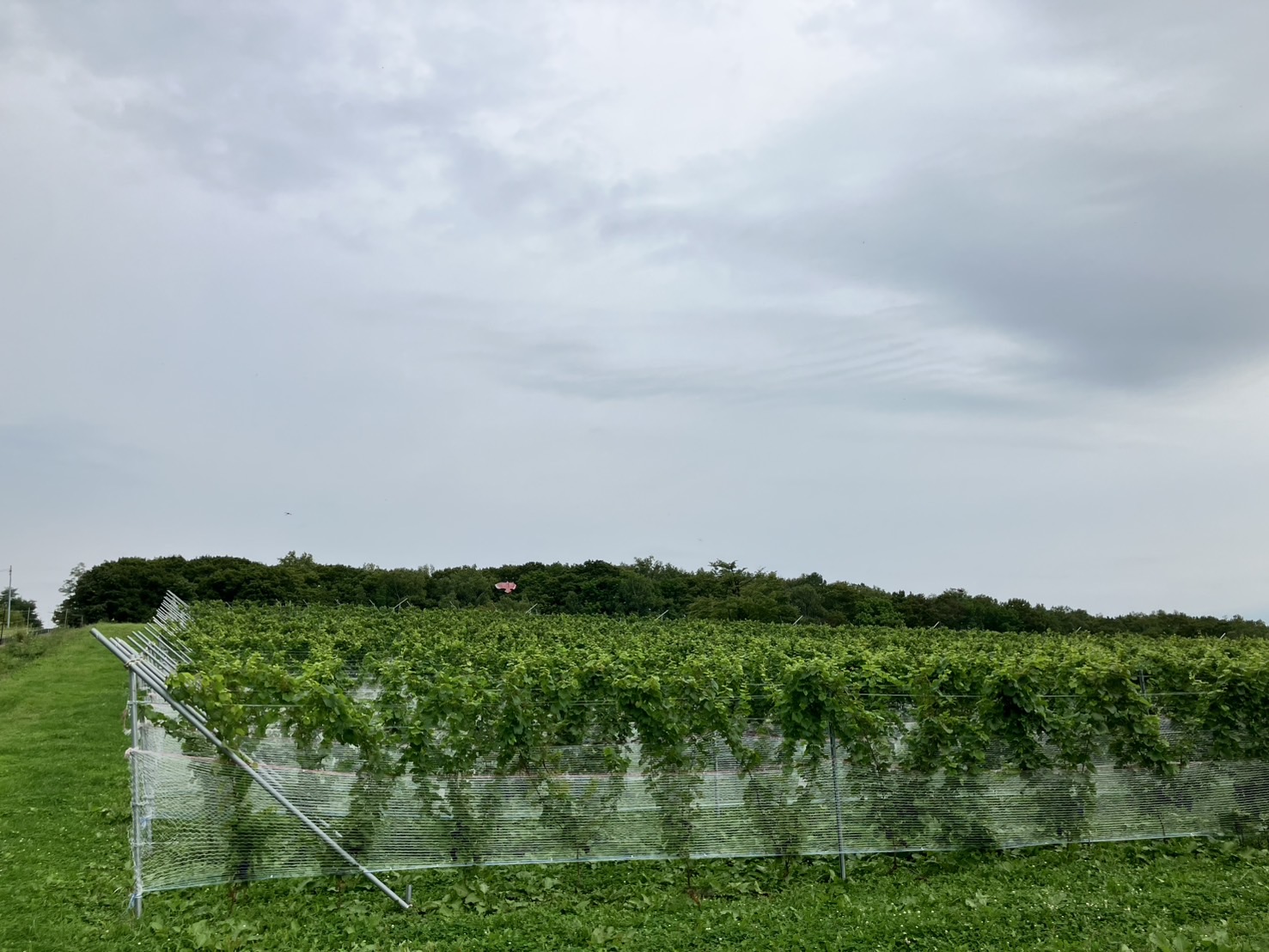 【サイクリング】北海道有数の米どころ鷹栖町・田んぼを巡る「田園ライド」サイクリングガイドツアー