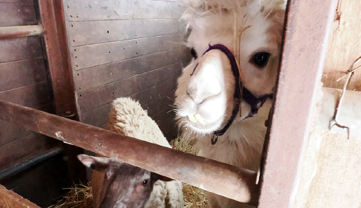 あさひかわ乗馬クラブ