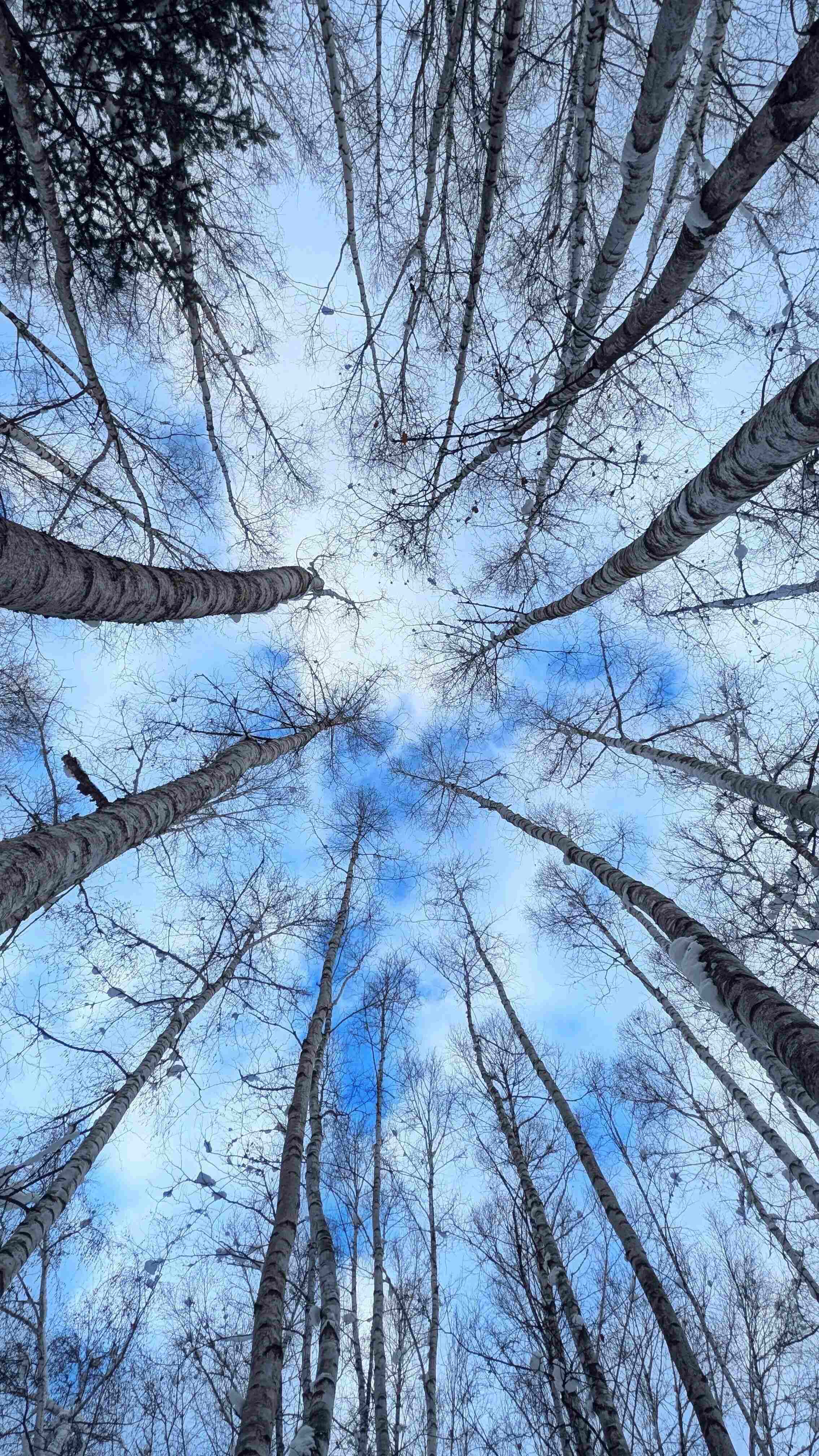 Shirokane Biei, Higashikawa, spectacular scenery and gourmet day drive tour